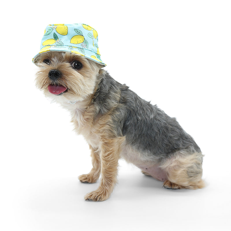DOGO Lemon Blue Dog Bucket Hat