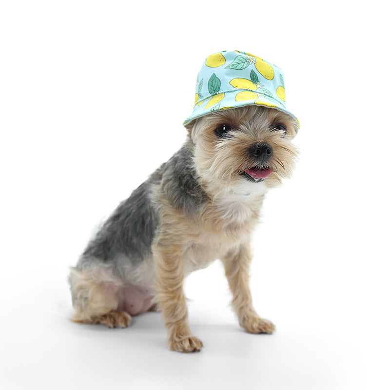 DOGO Lemon Blue Dog Bucket Hat