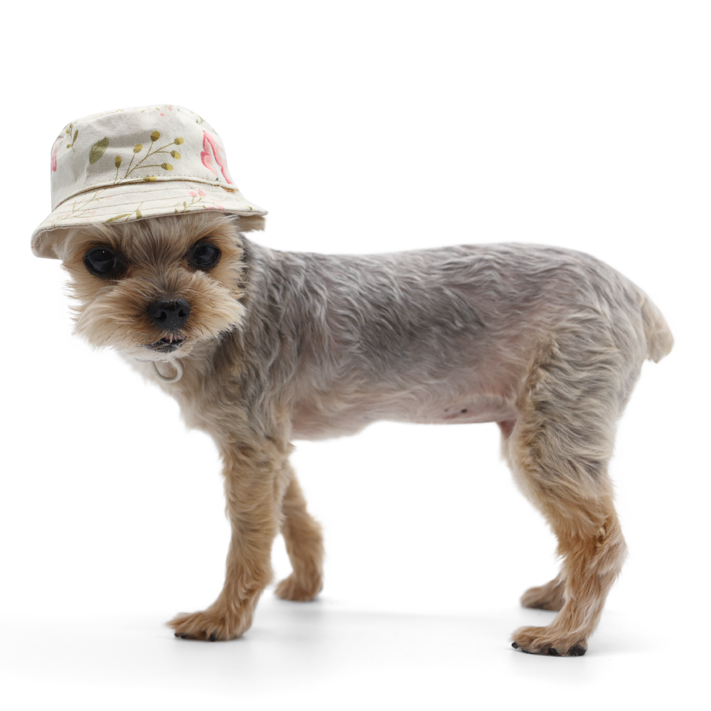DOGO Butterfly Dog Bucket Hat