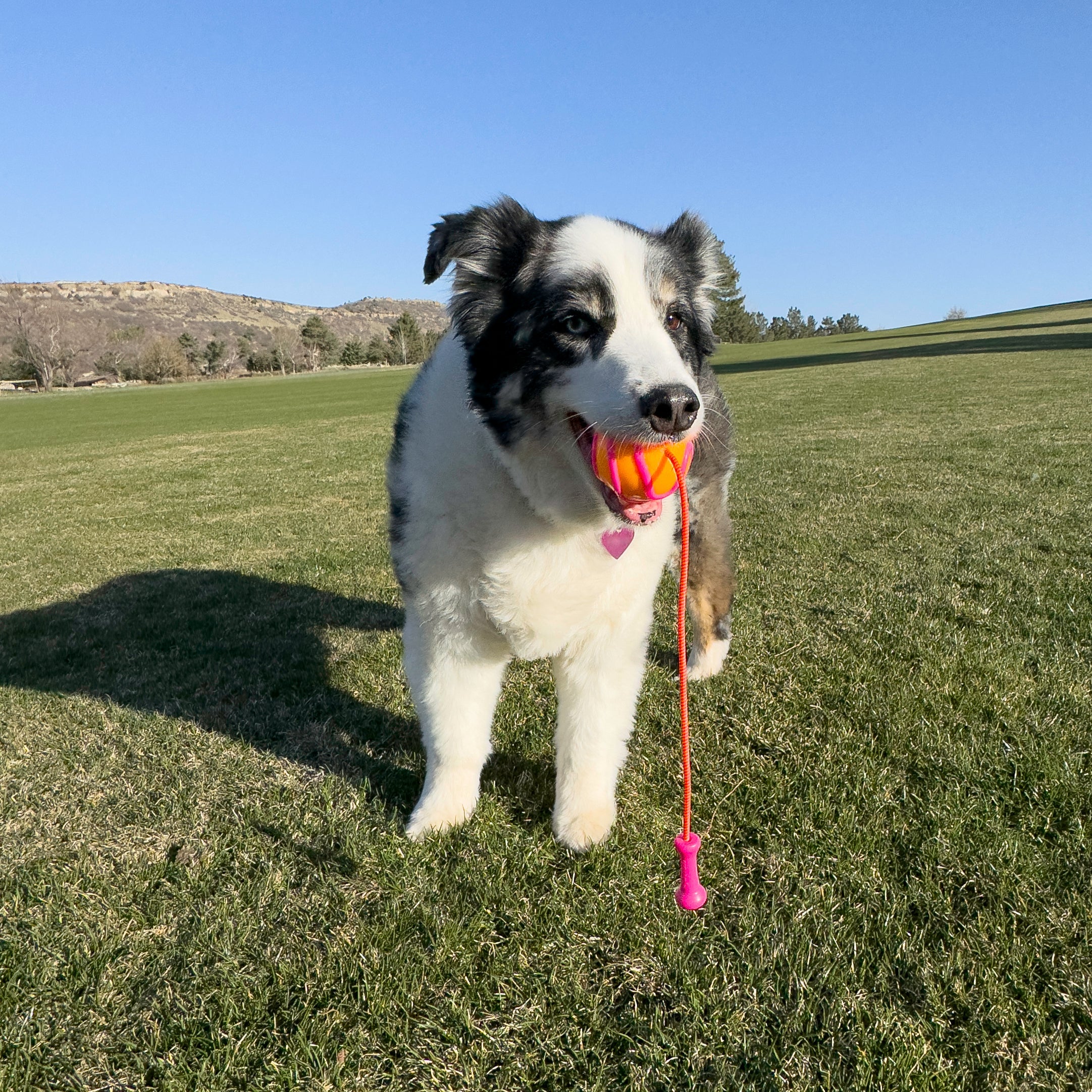 Kong Bunji High-Viz Ball Assorted - HT Animal Supply