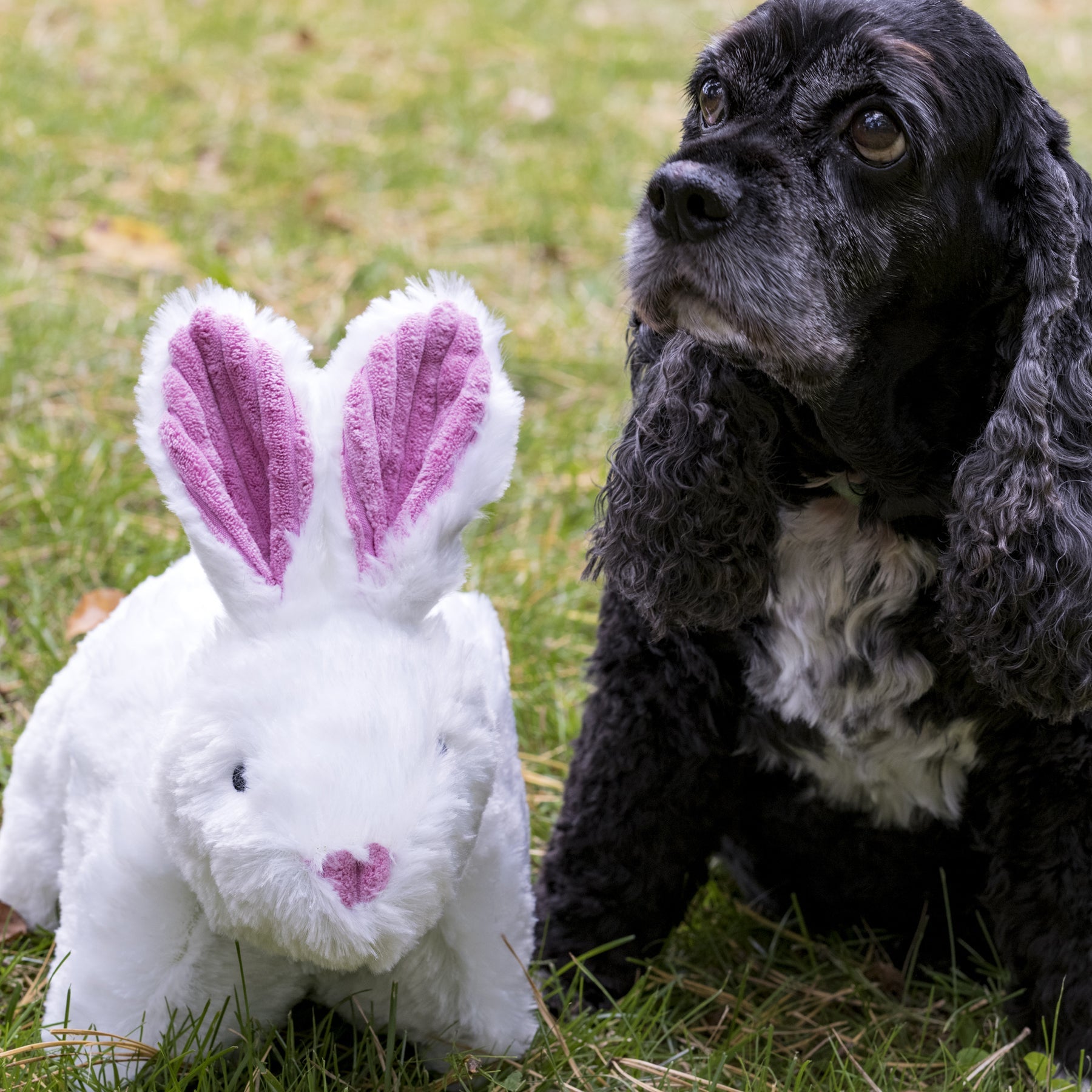 SquooshieTM Bunny Plush Dog Toy