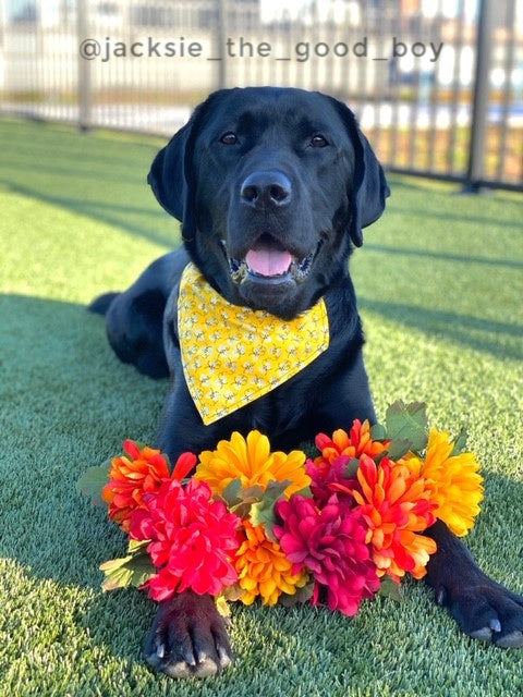 Buzzing Bumble Bee Dog Bandana