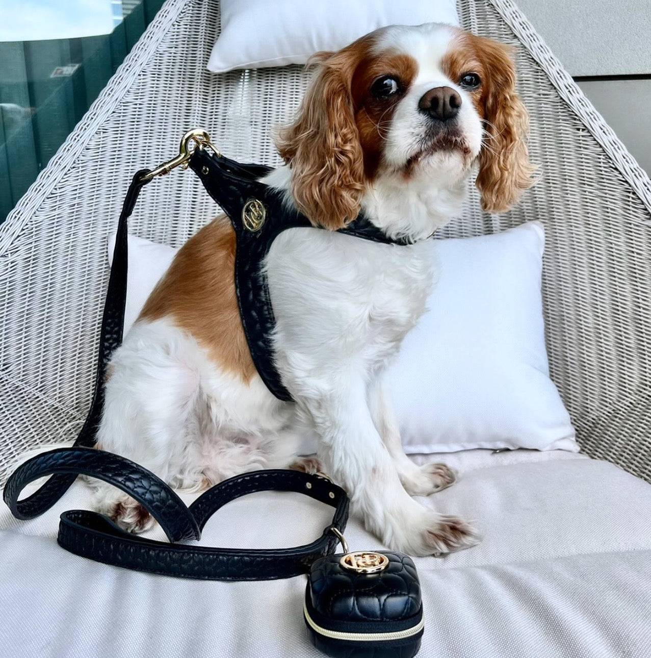 Novalie Jet Dog Collar