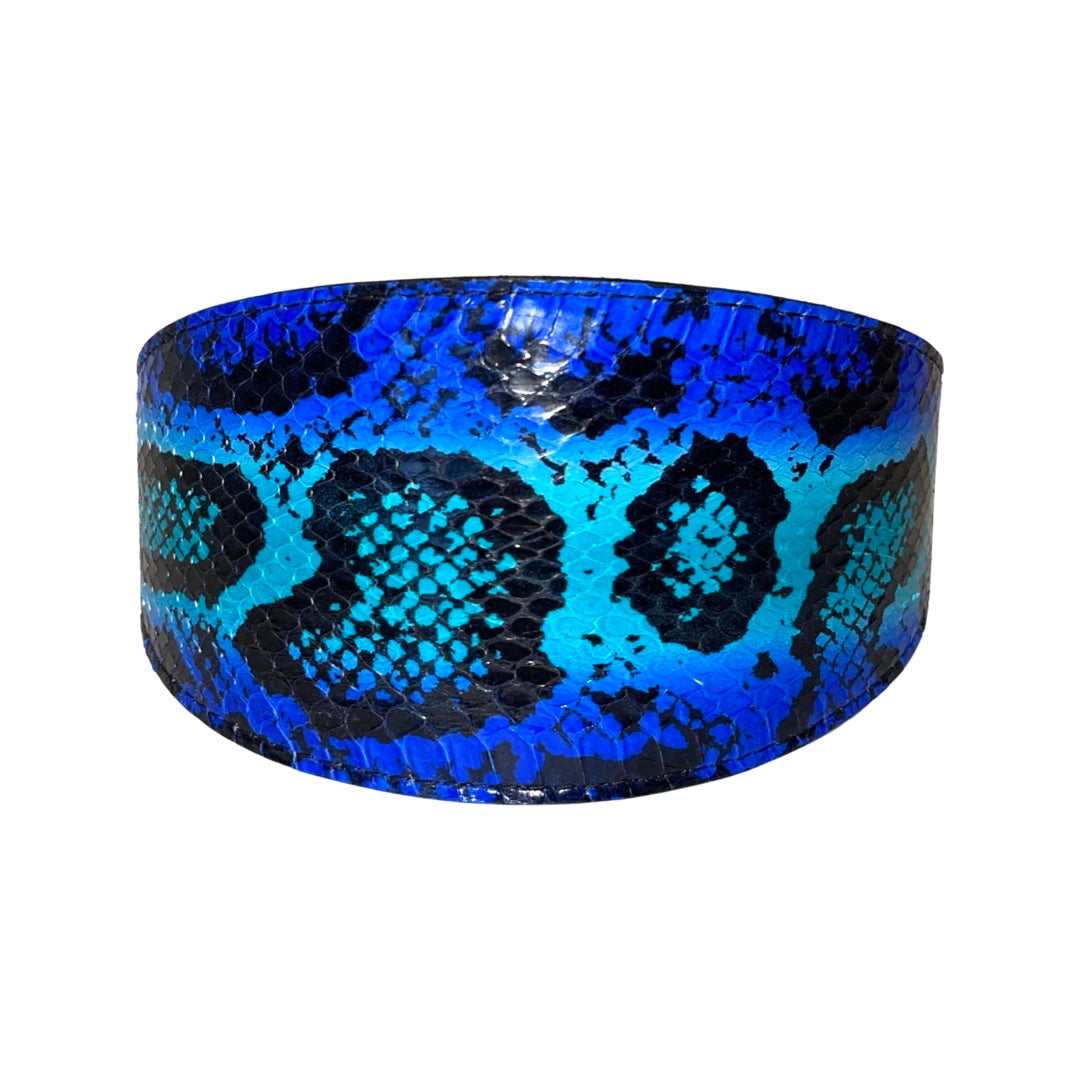 Allysa Payne Electric/Turquoise Blue & Black 3-Inch Wide Style Dog Collar