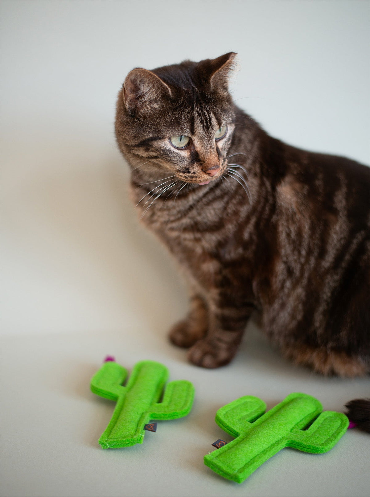 KITTY CACTUS - HT Animal Supply