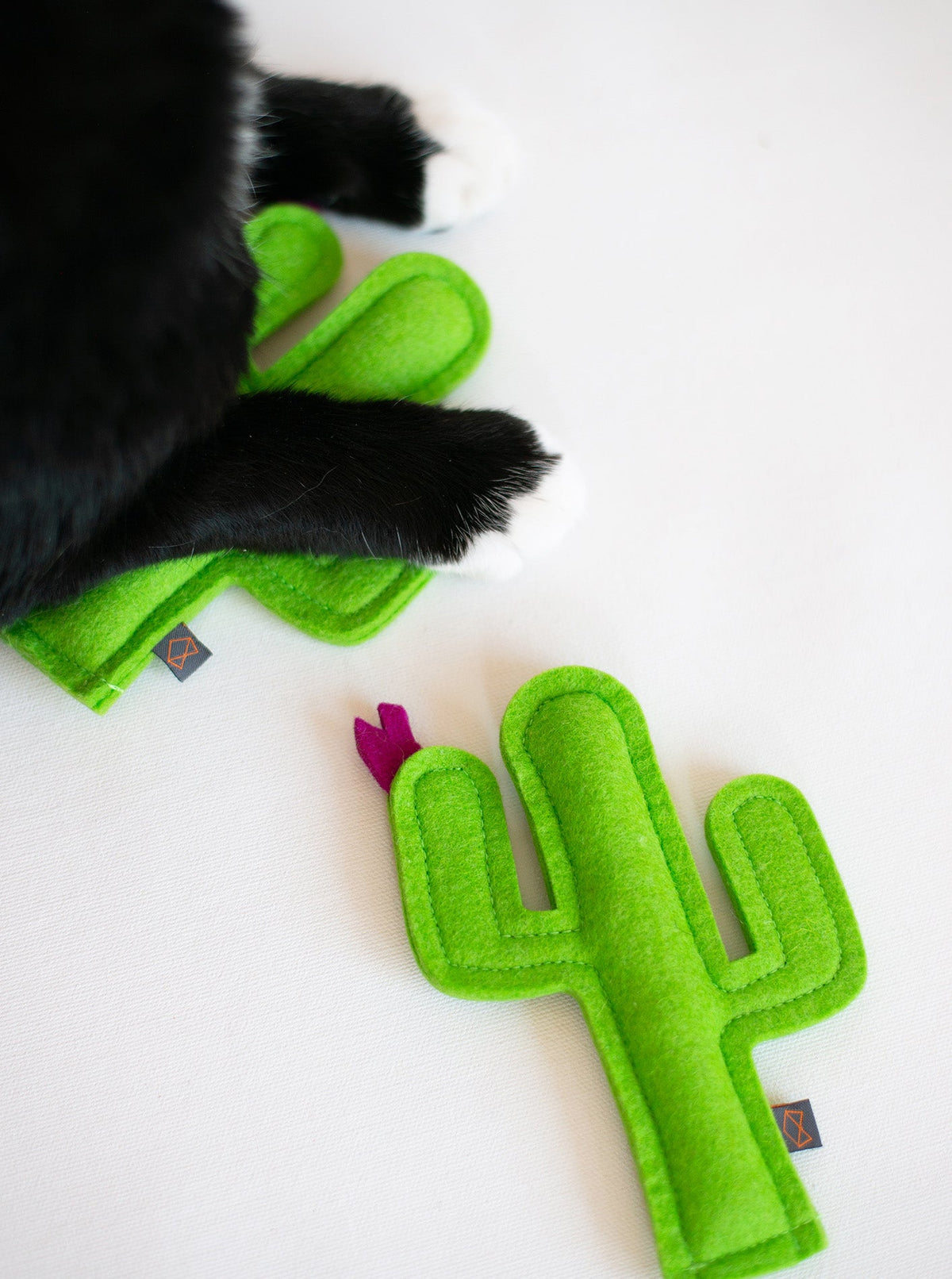 KITTY CACTUS - HT Animal Supply