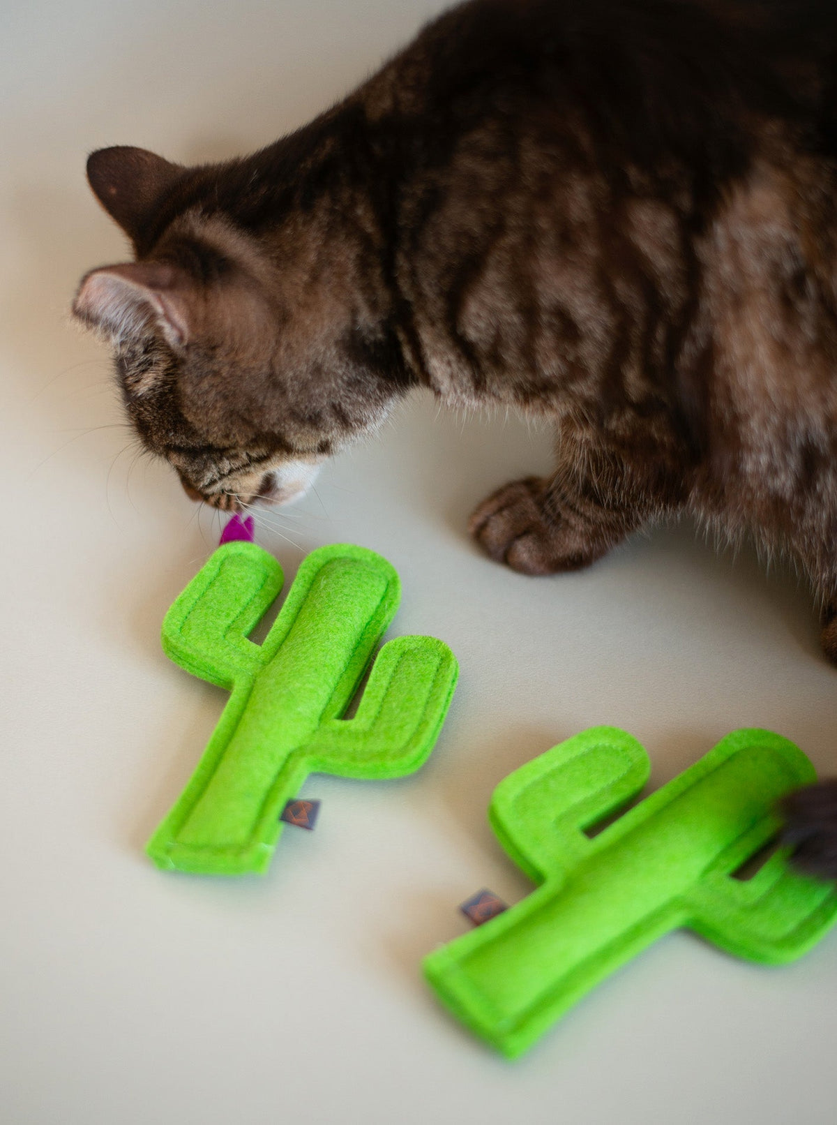 KITTY CACTUS - HT Animal Supply
