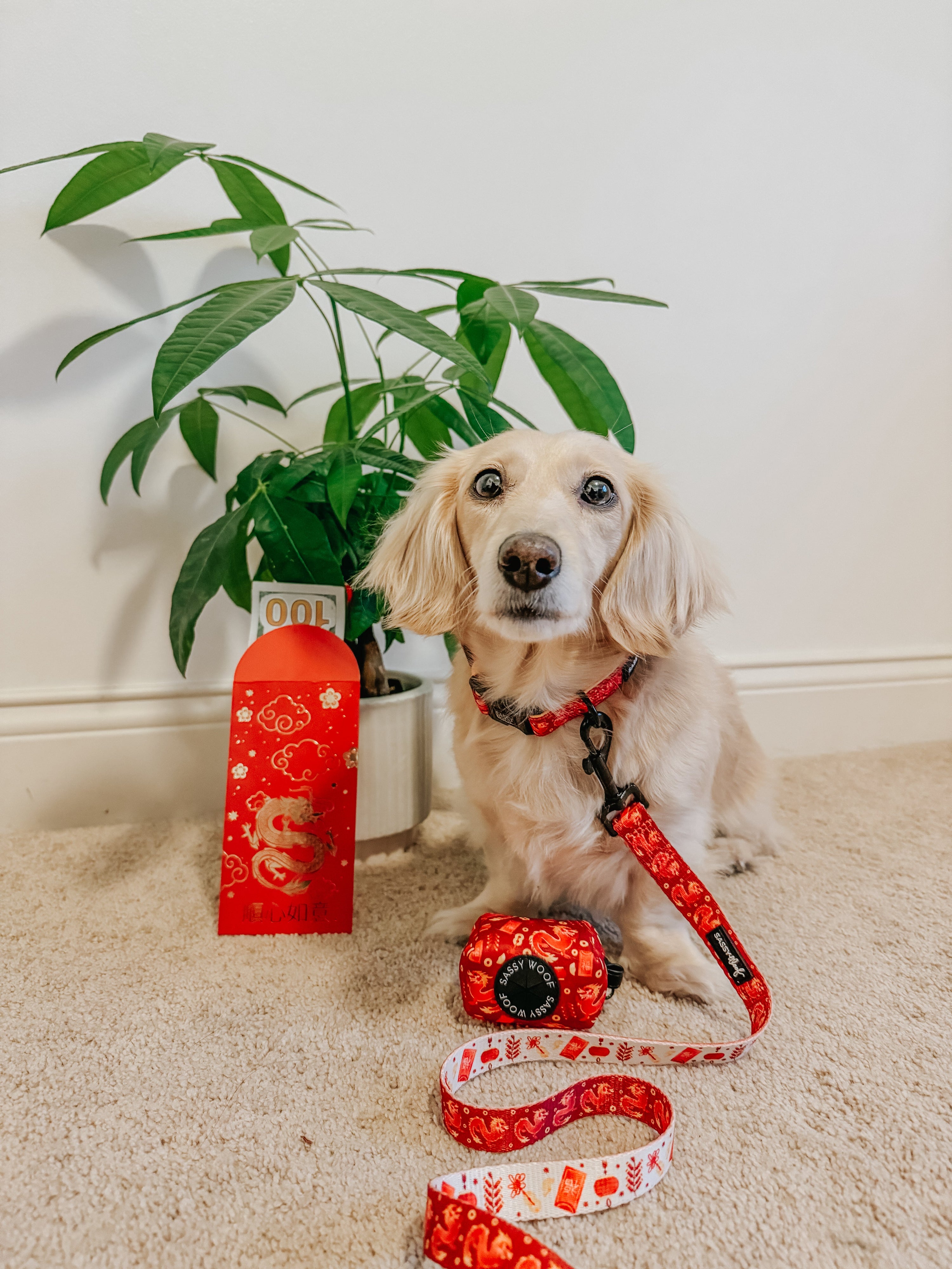 Dog Collar - Lucky Dragon