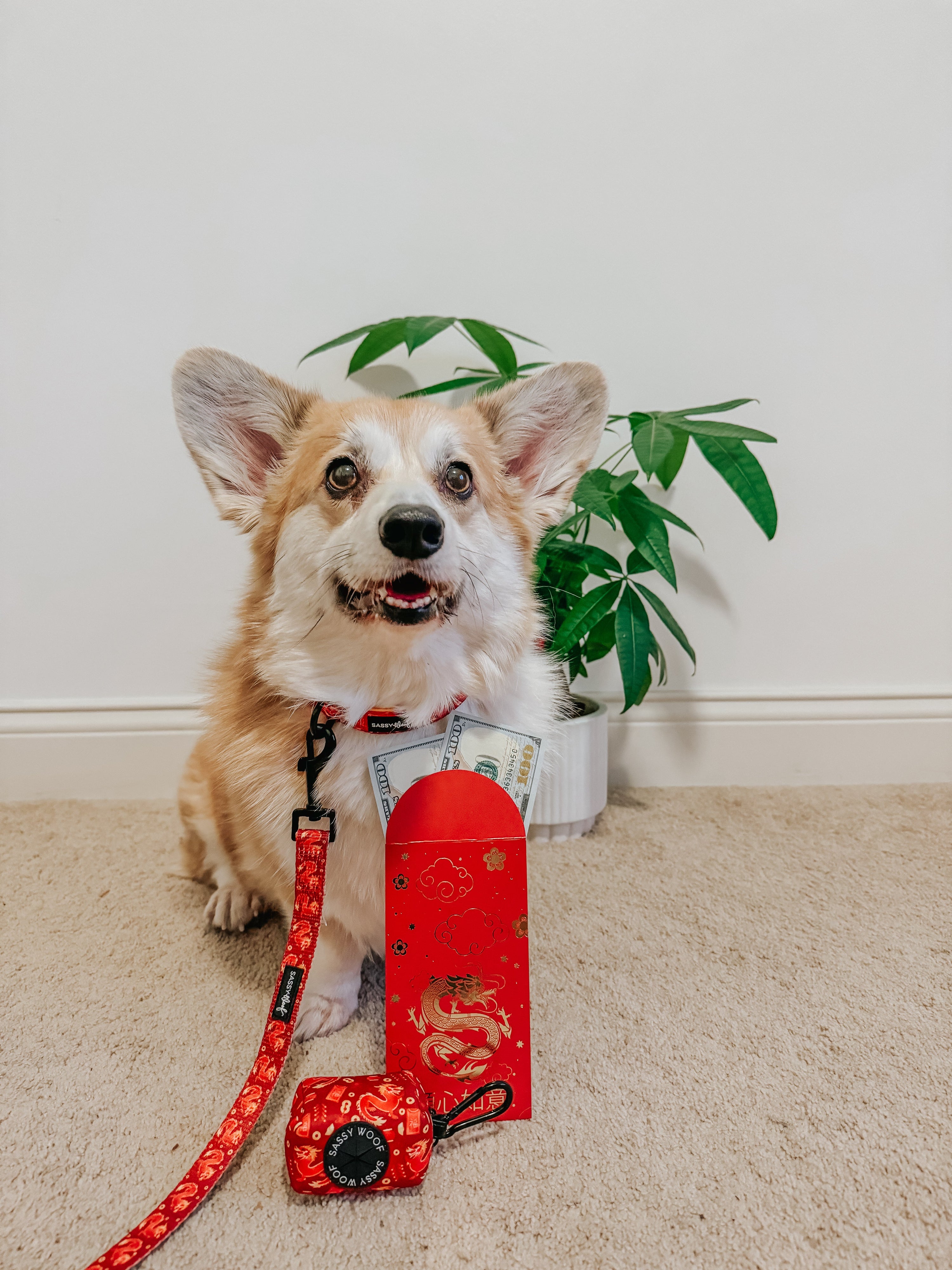 Dog Collar - Lucky Dragon