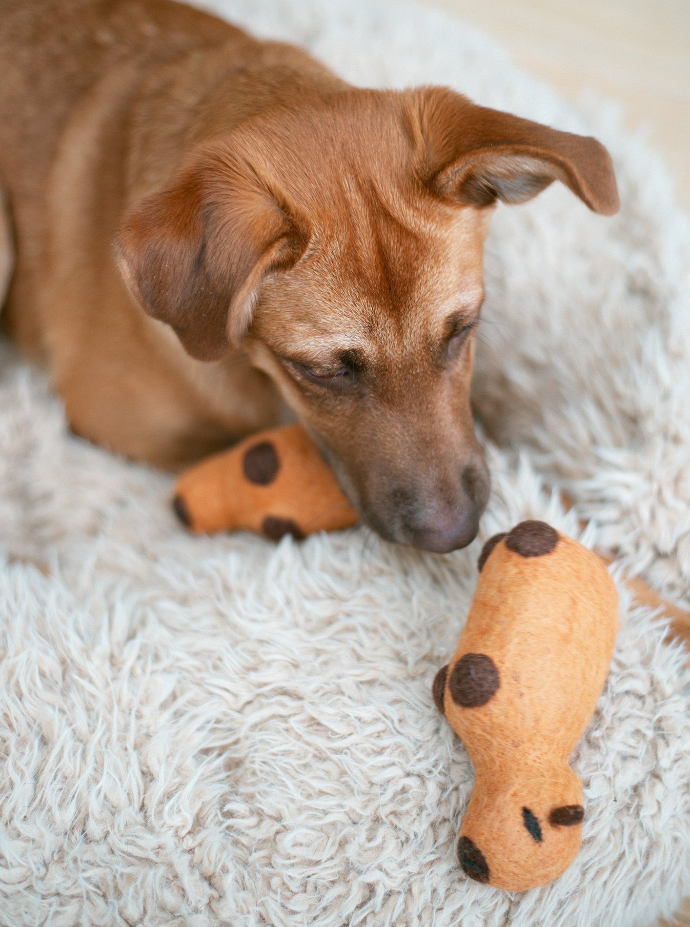 Capybara Wool Dog Toy