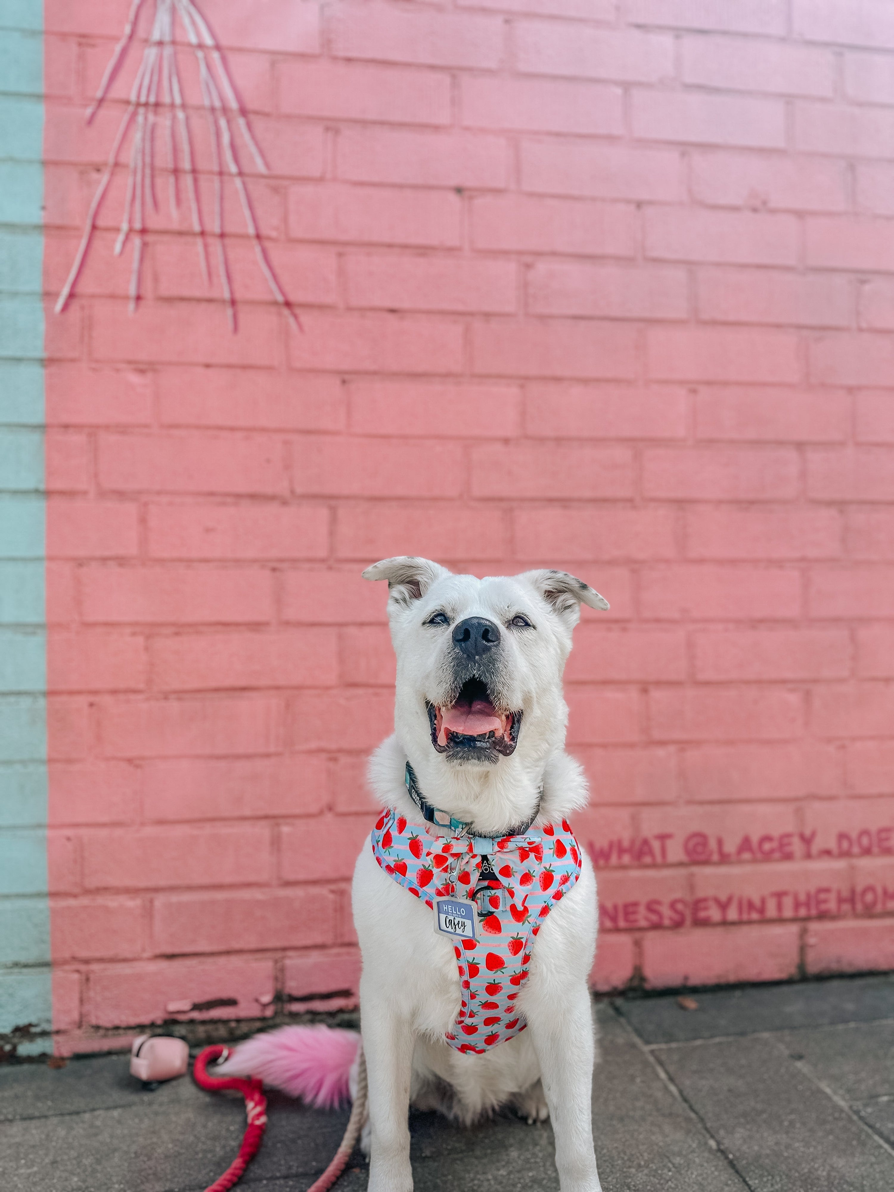 Dog Rope Leash - Ombre Pink