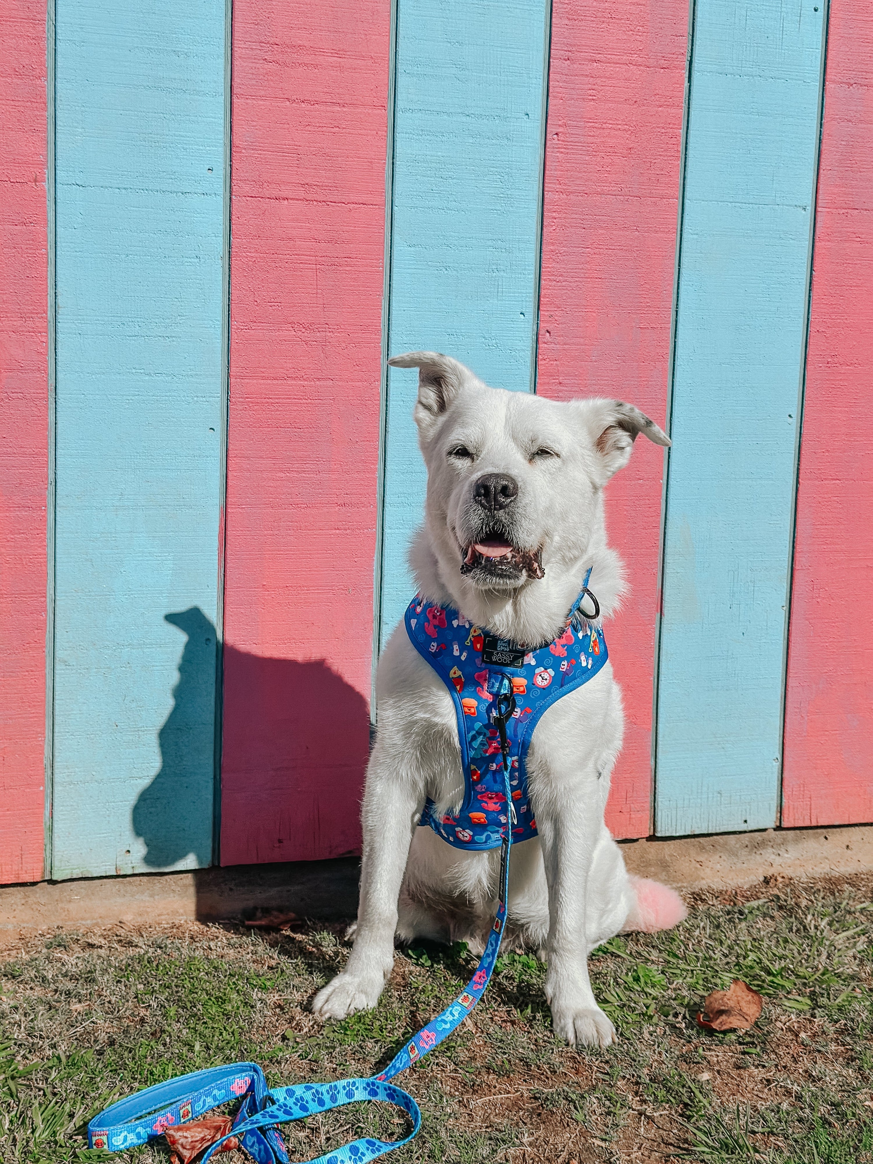 Dog Collar - Blues Clues™