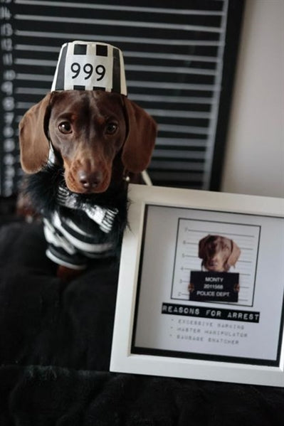 Parisian Pet Furry Inmate Black and White Stripes Halloween Costume - Funny Prison Design for Cats & Dogs