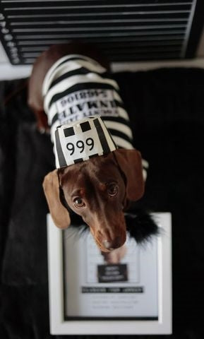 Parisian Pet Furry Inmate Black and White Stripes Halloween Costume - Funny Prison Design for Cats & Dogs