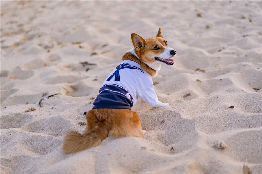 Parisian Pet Sailor Dog Halloween Costume