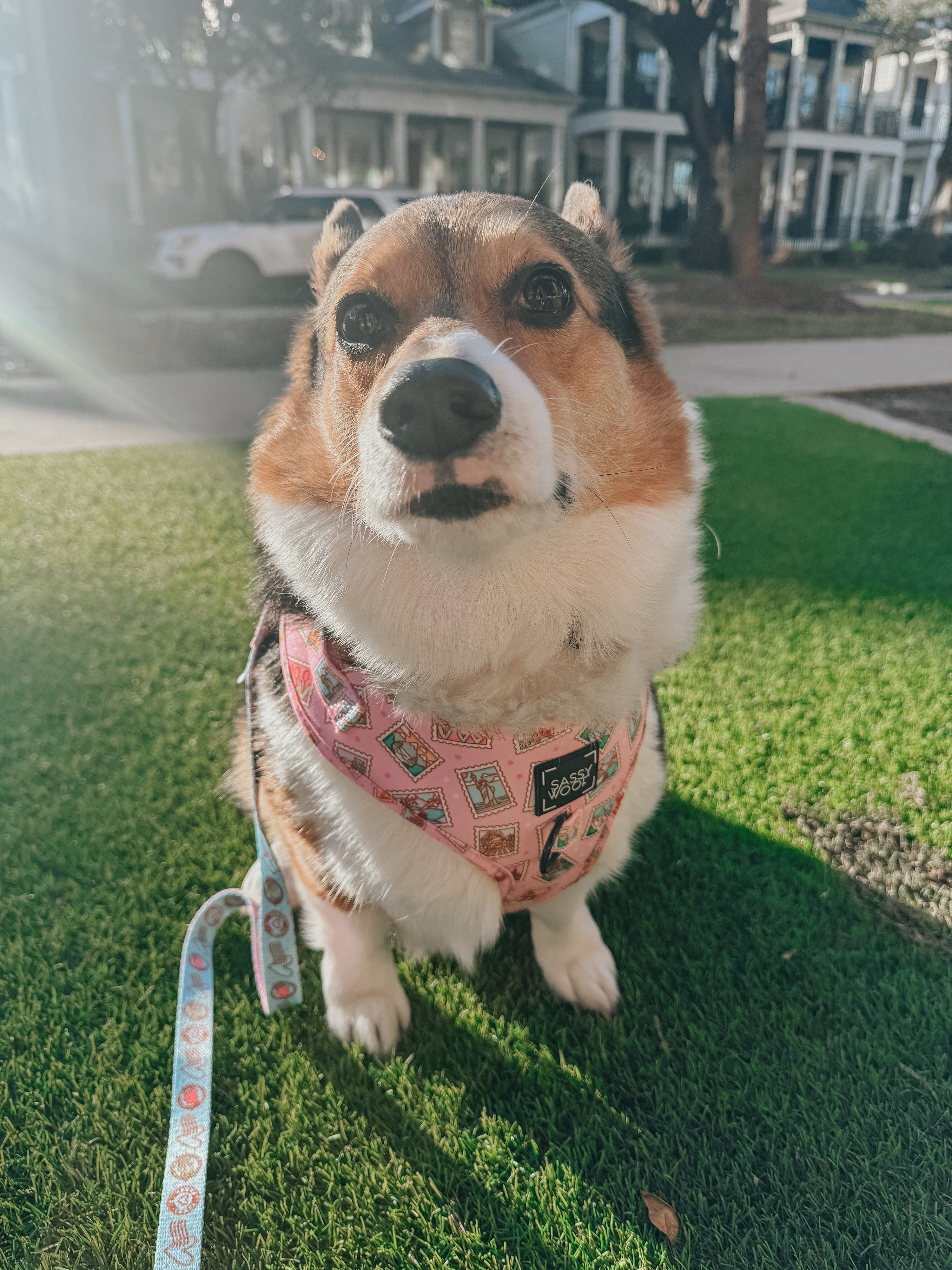 Dog Adjustable Harness - Out of Office