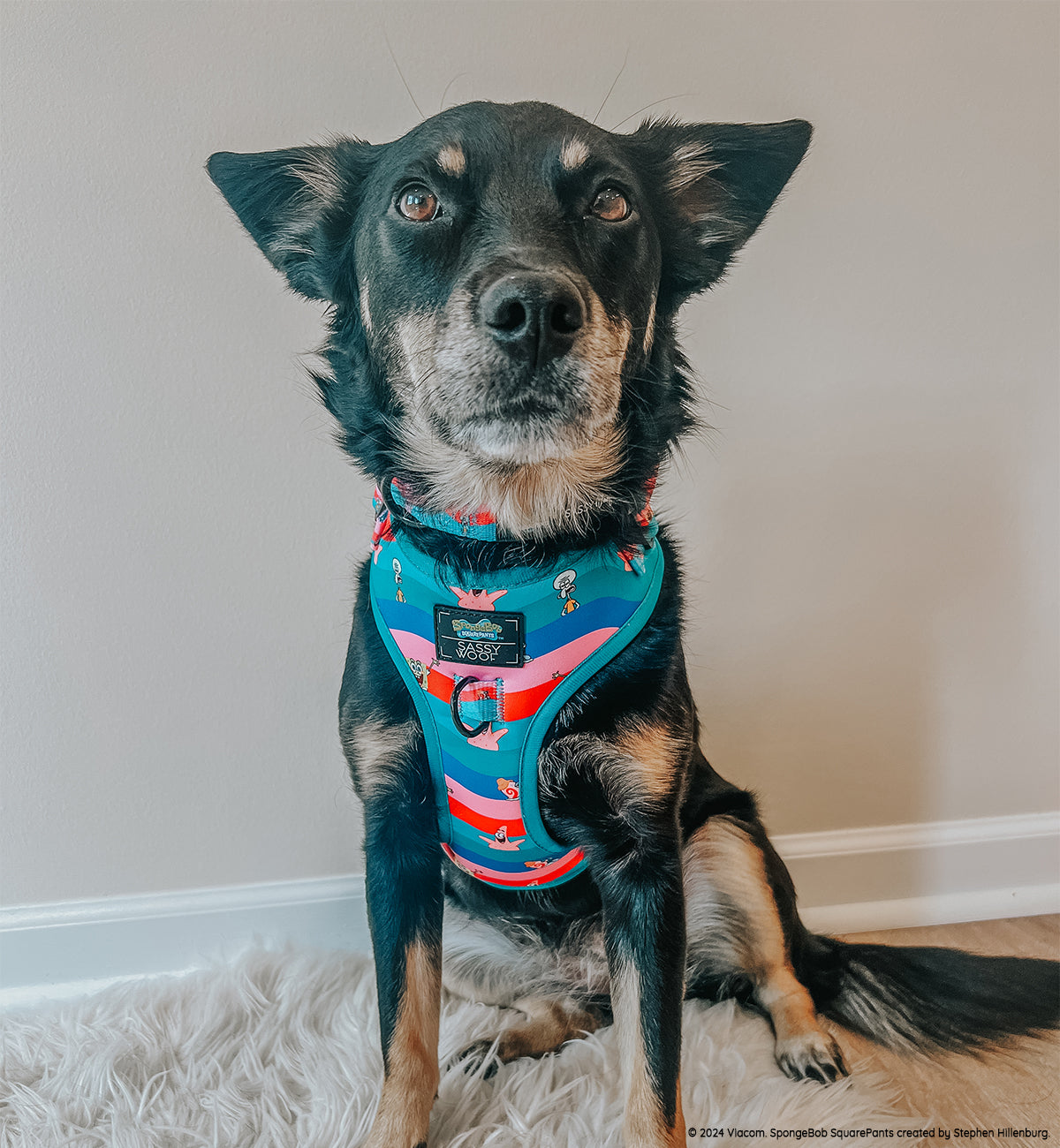 Dog Collar - SpongeBob SquarePants™ and Friends