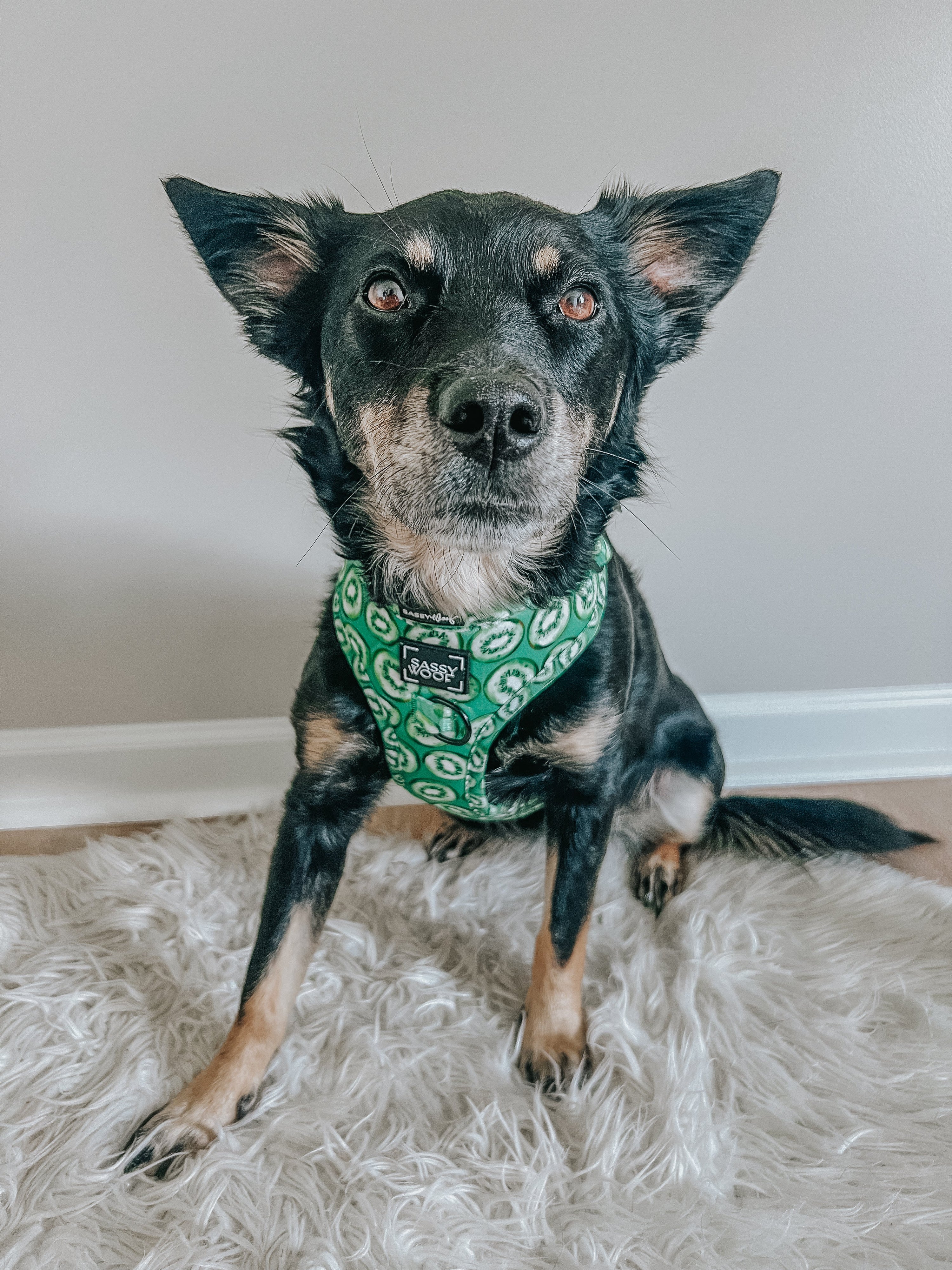 Dog Adjustable Harness - Kiwi Krazy