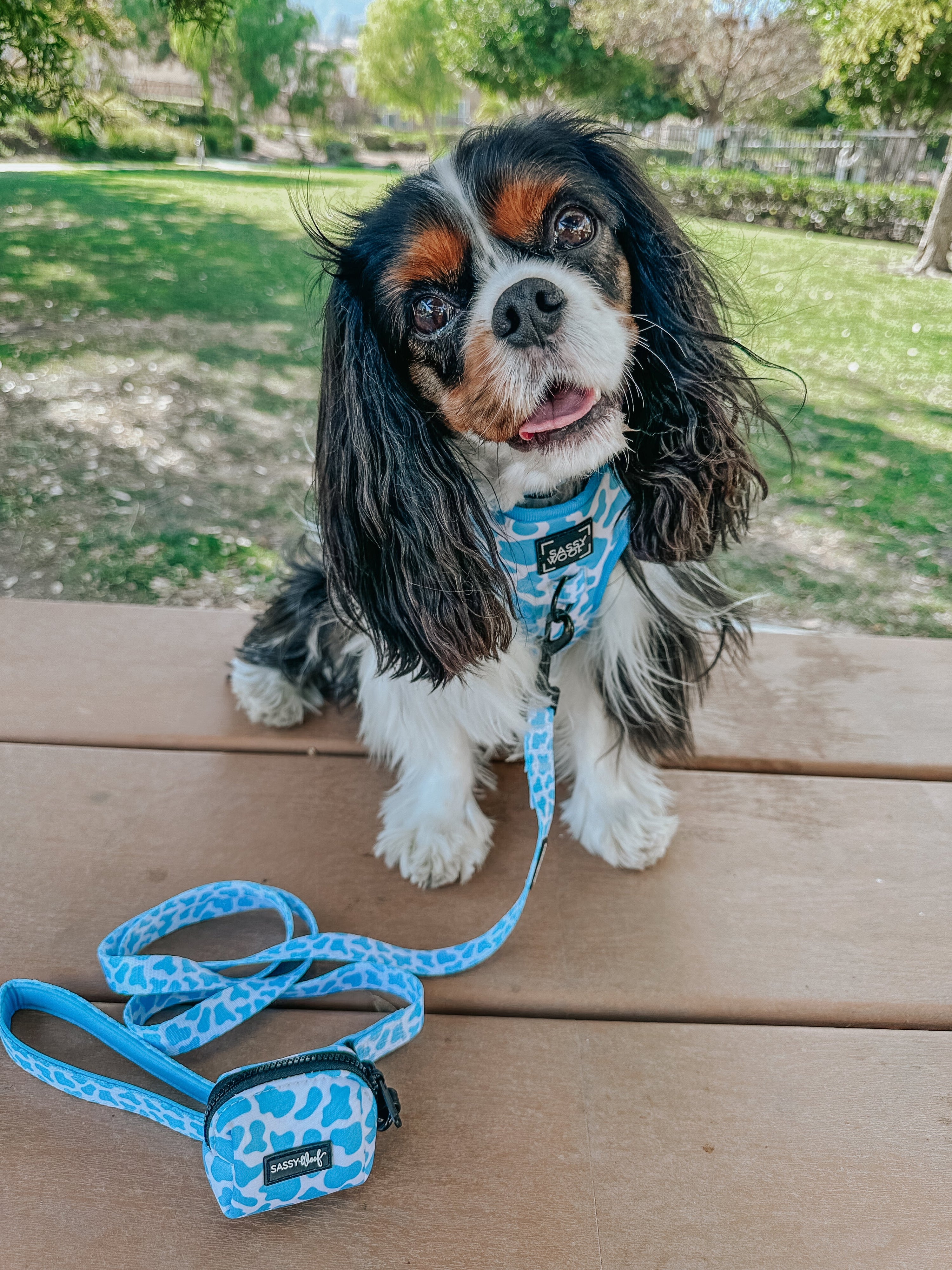 Dog Collar - Blueberry Milk