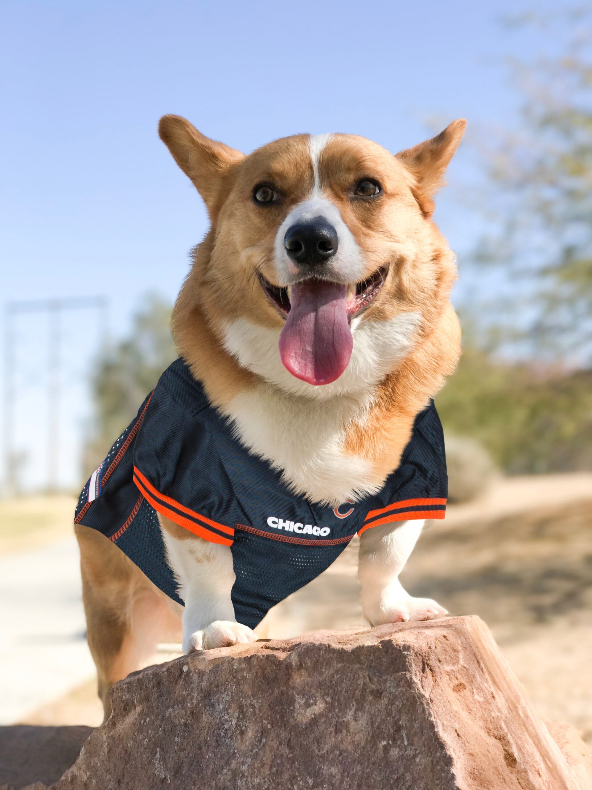 NFL Chicago Bears Dog Jerseys