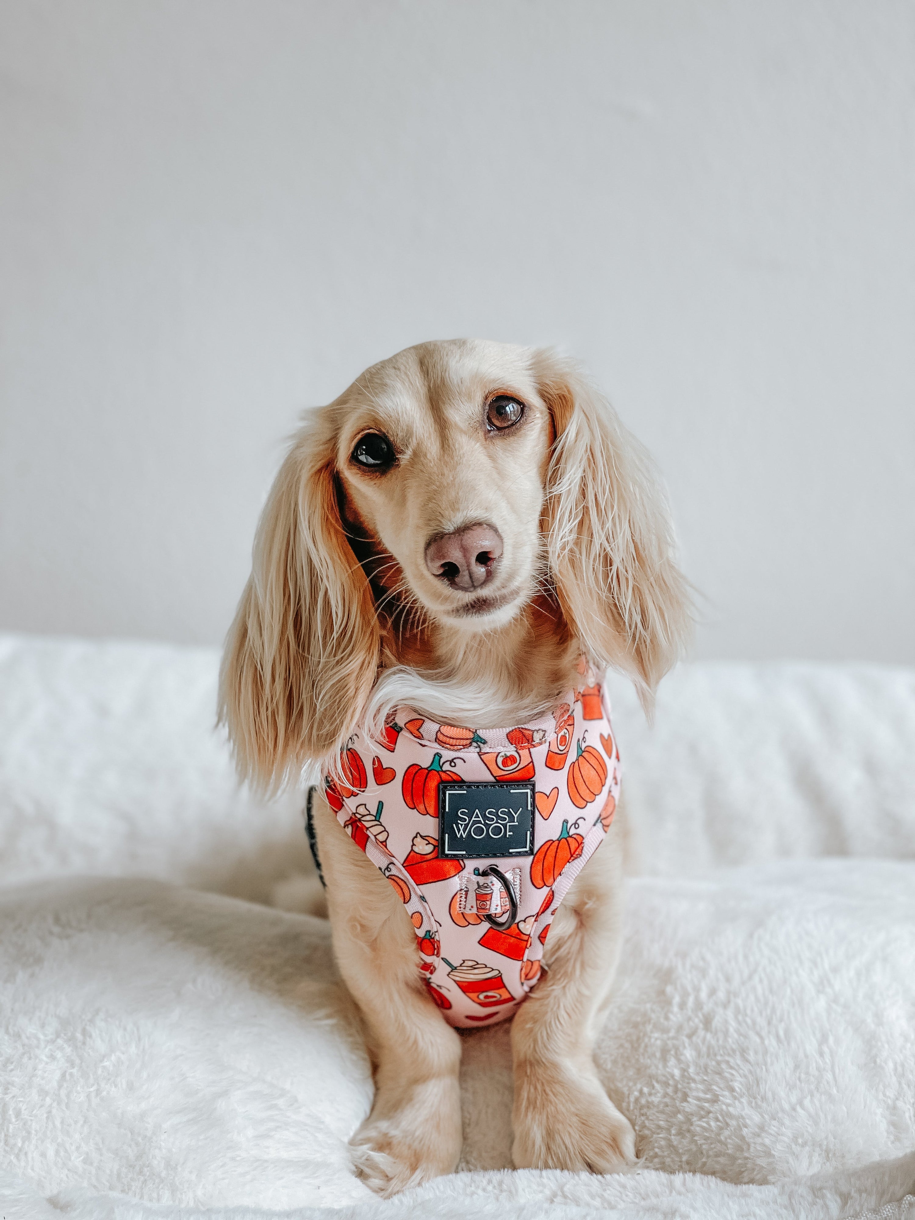 Dog Adjustable Harness - Pie There!