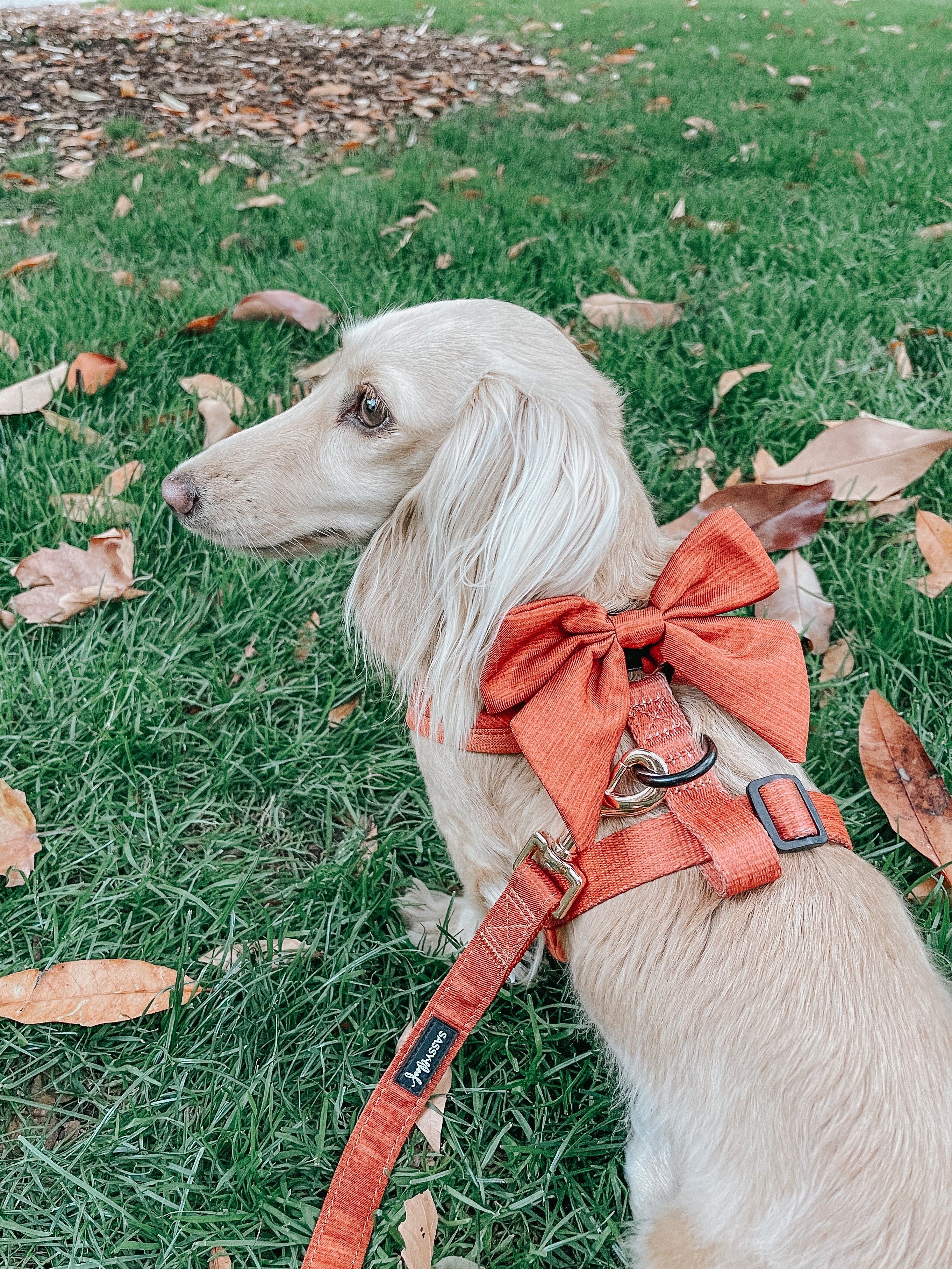 Dog Leash - Foxy