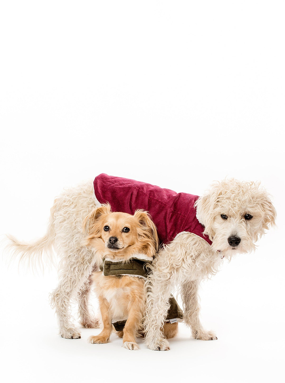 Corduroy Classic Pet Coat