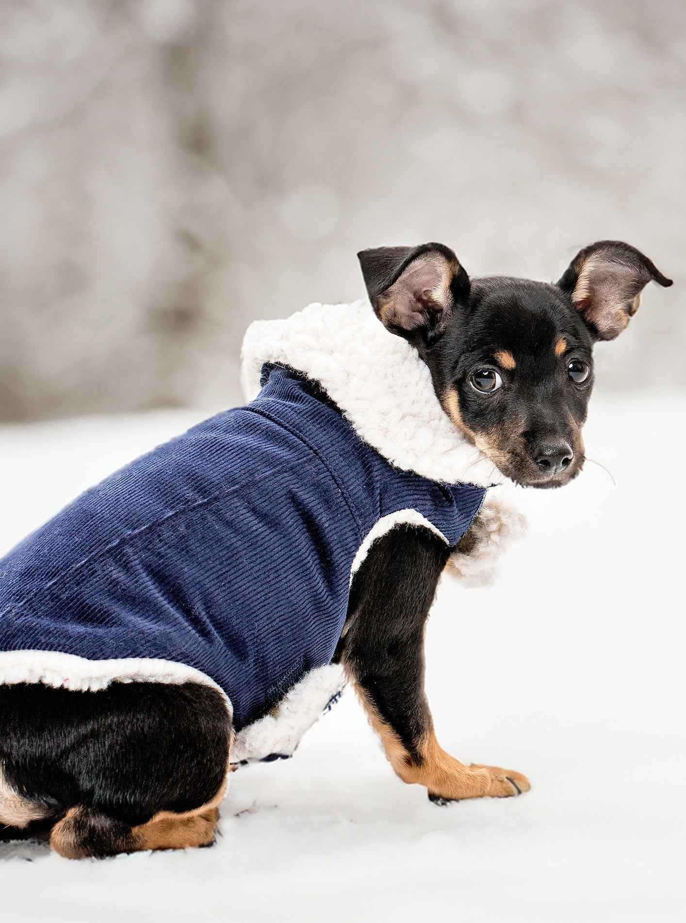 Corduroy Classic Pet Coat
