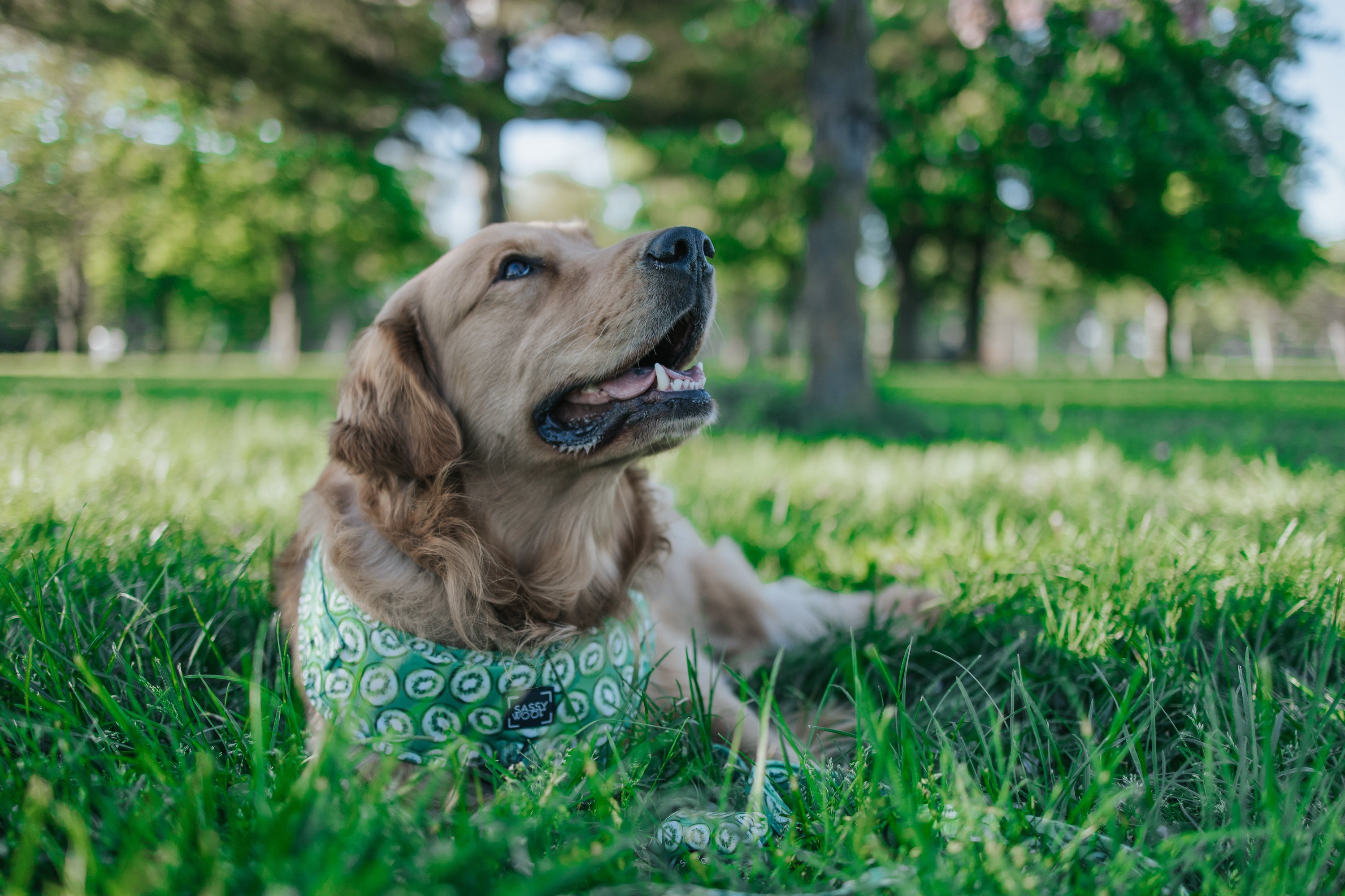 Dog Adjustable Harness - Kiwi Krazy