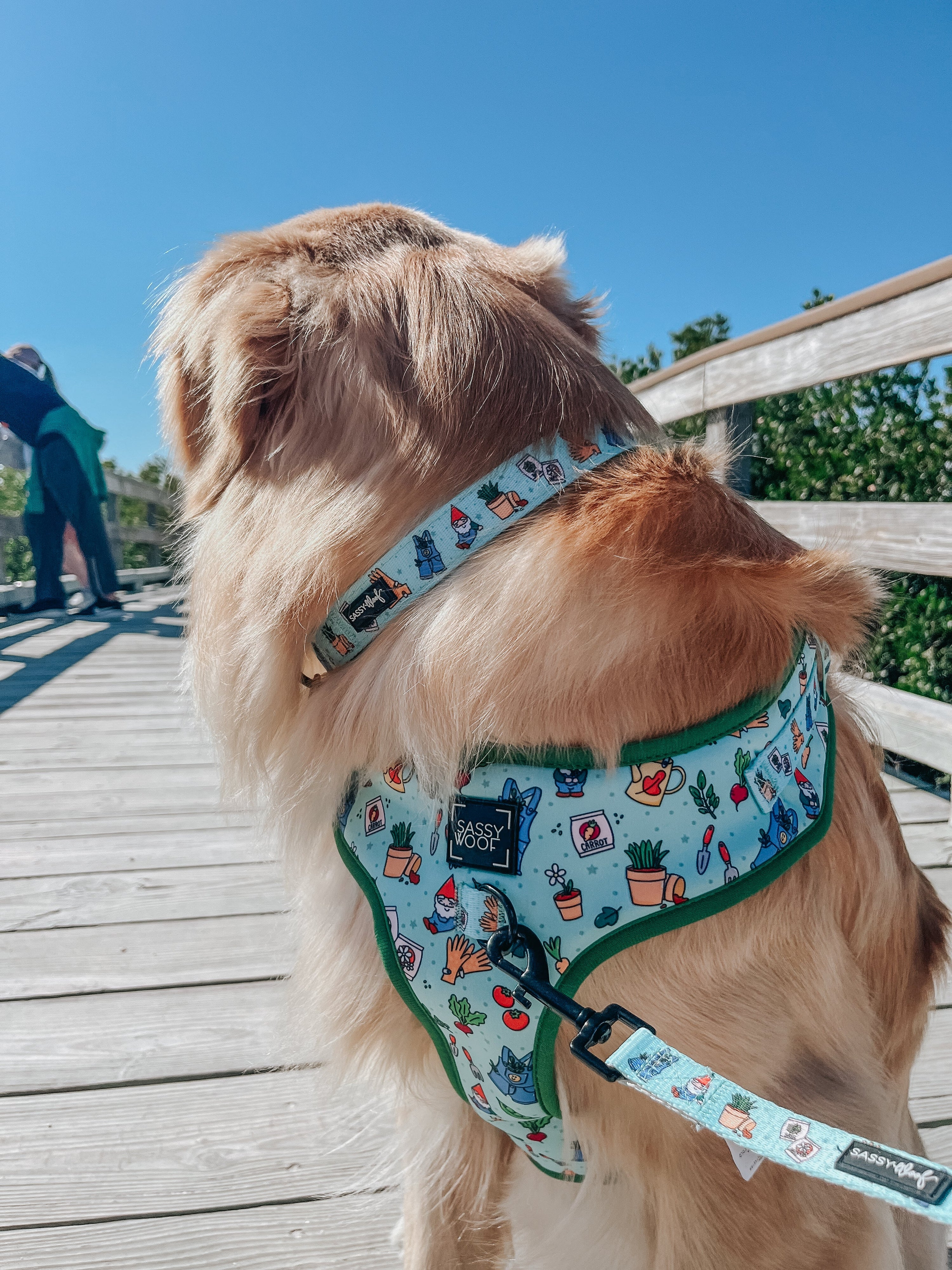 Dog Collar - Chillin with my Gnomies
