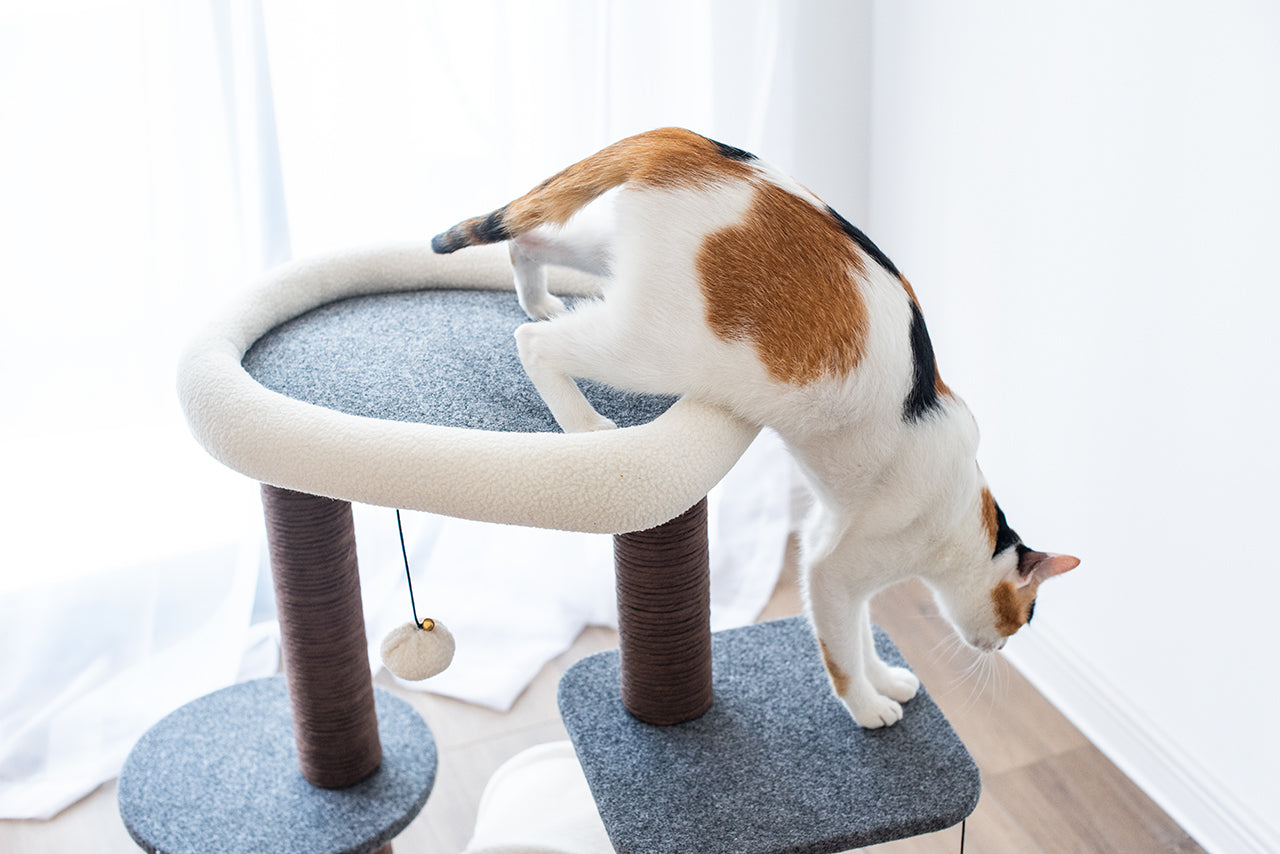 Lifted Multifunctional Cat Tree