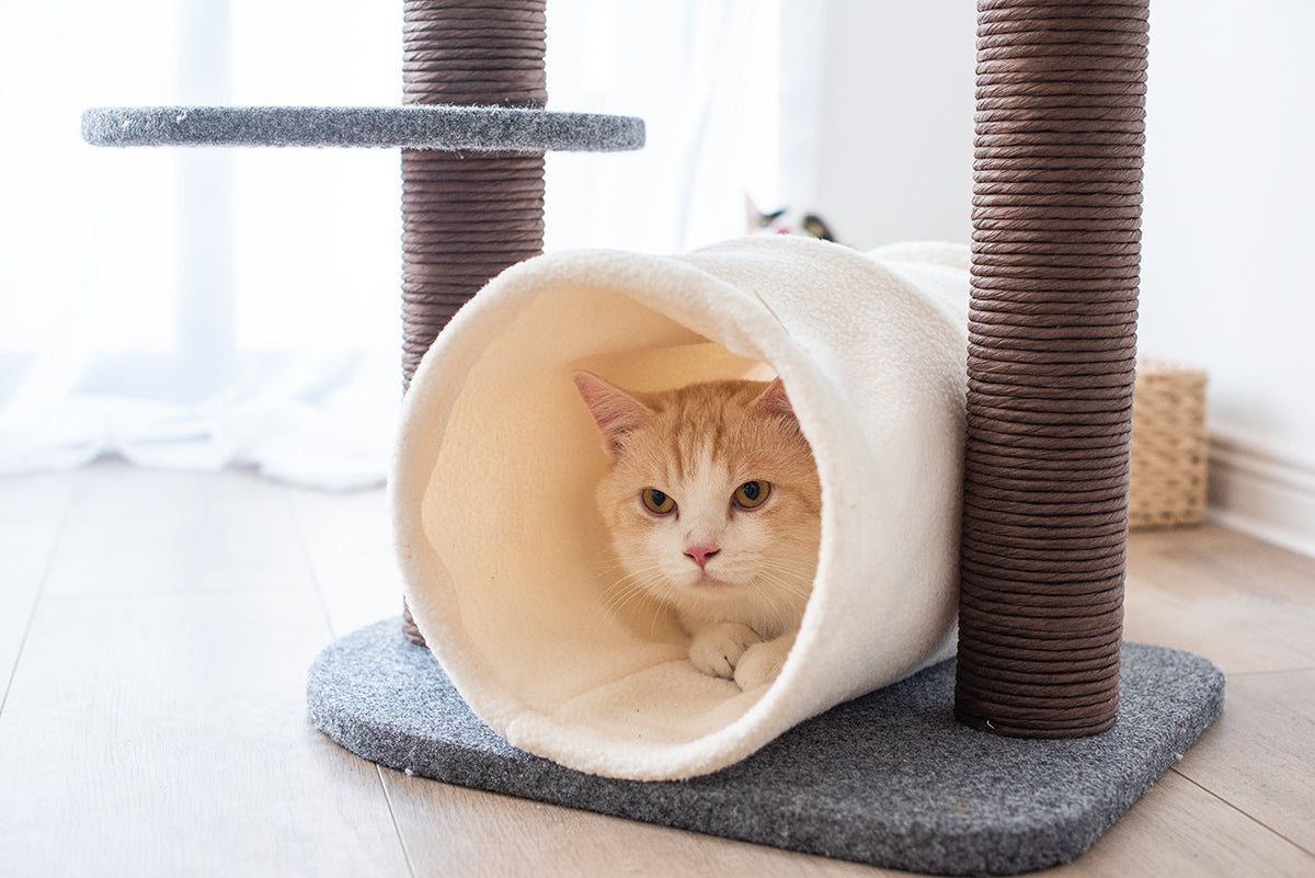 Lifted Multifunctional Cat Tree