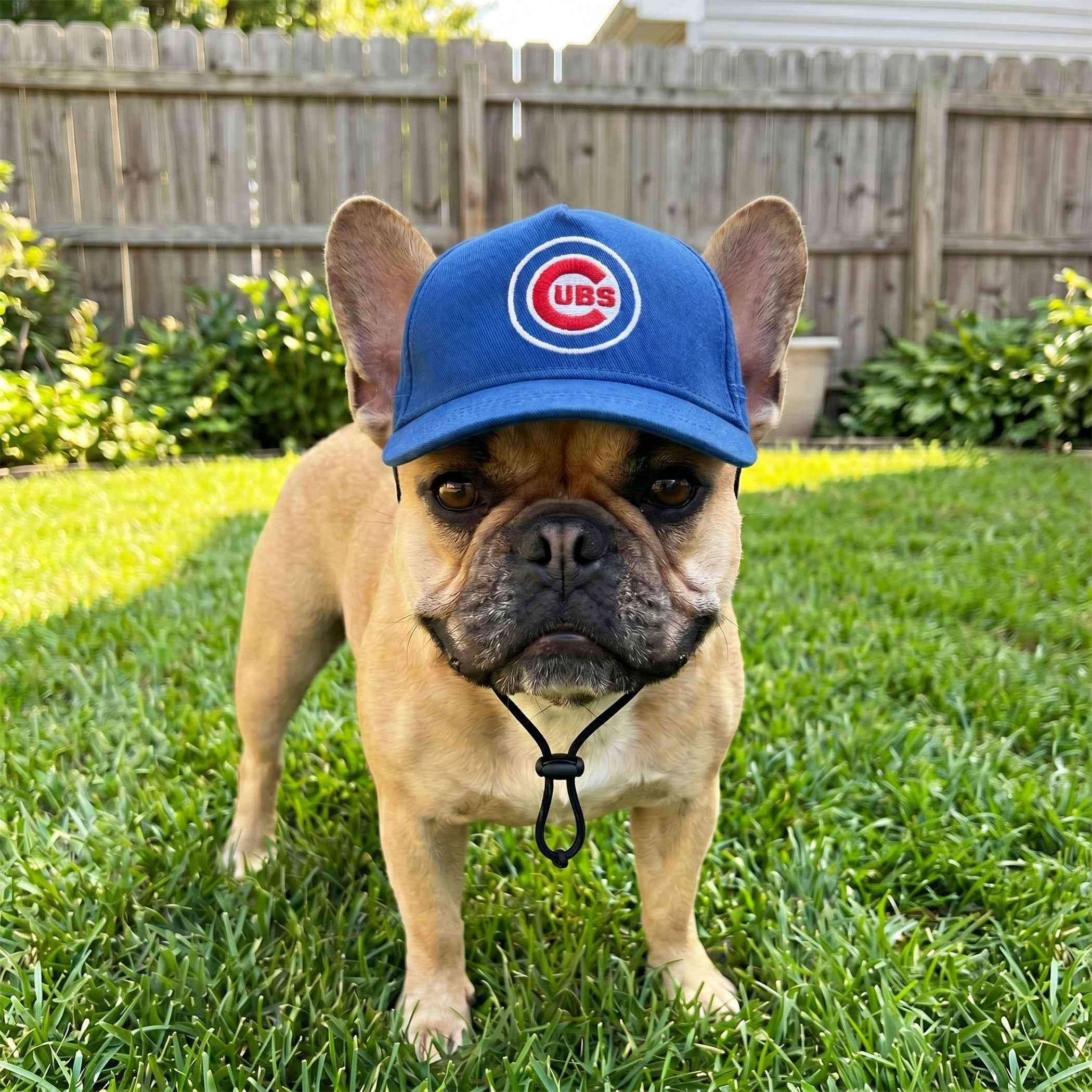 MLB Chicago Cubs Dog Hat