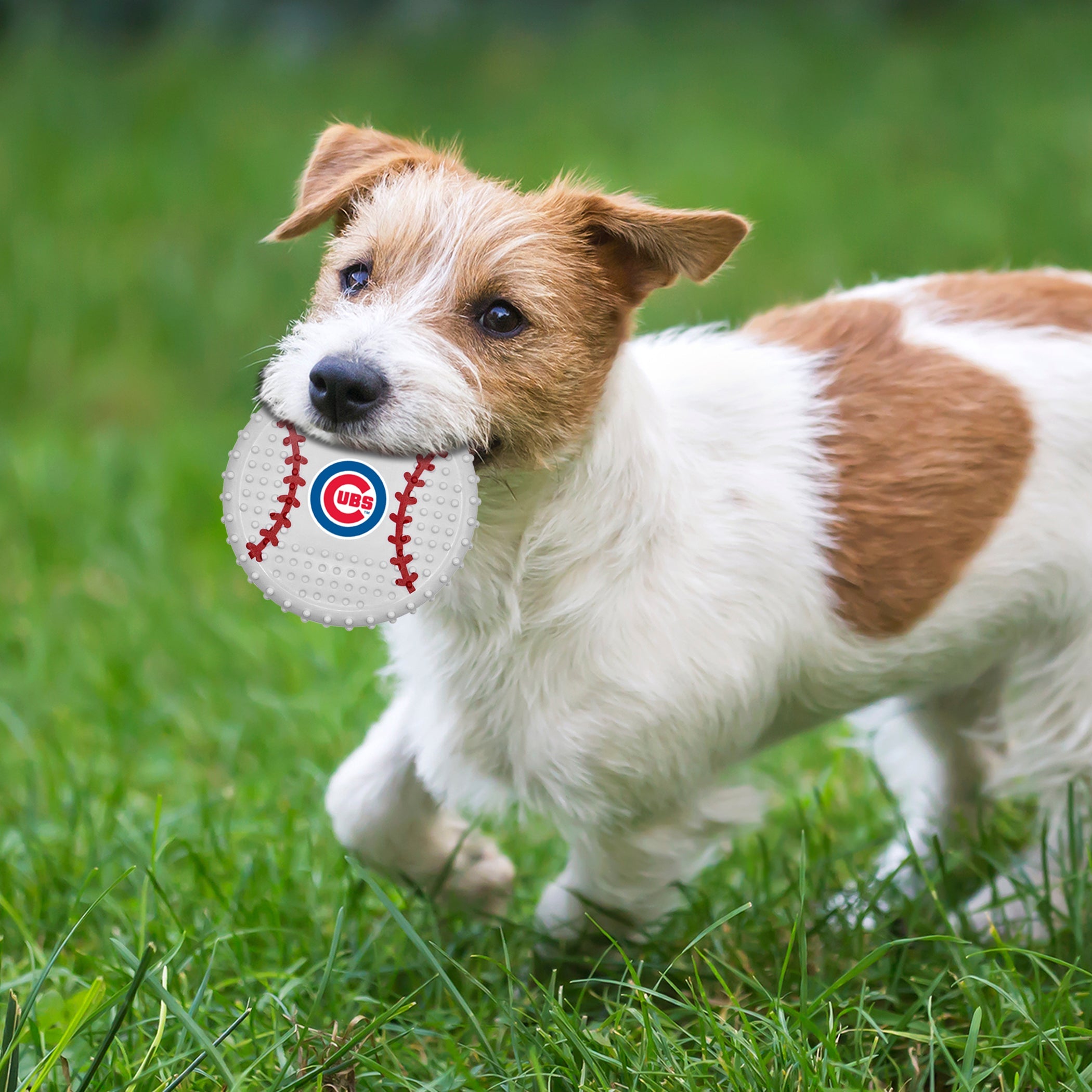 CHICAGO CUBS HARD NYLON BASEBALL CHEW TOY