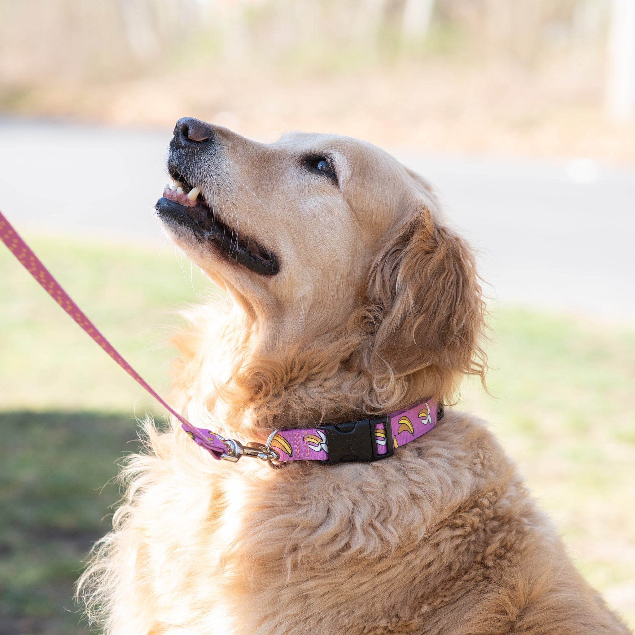 Go Bananas Printed Dog Collar