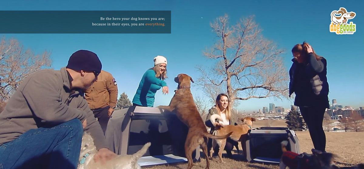The Foldable Travel Dog Crate By DogGoods