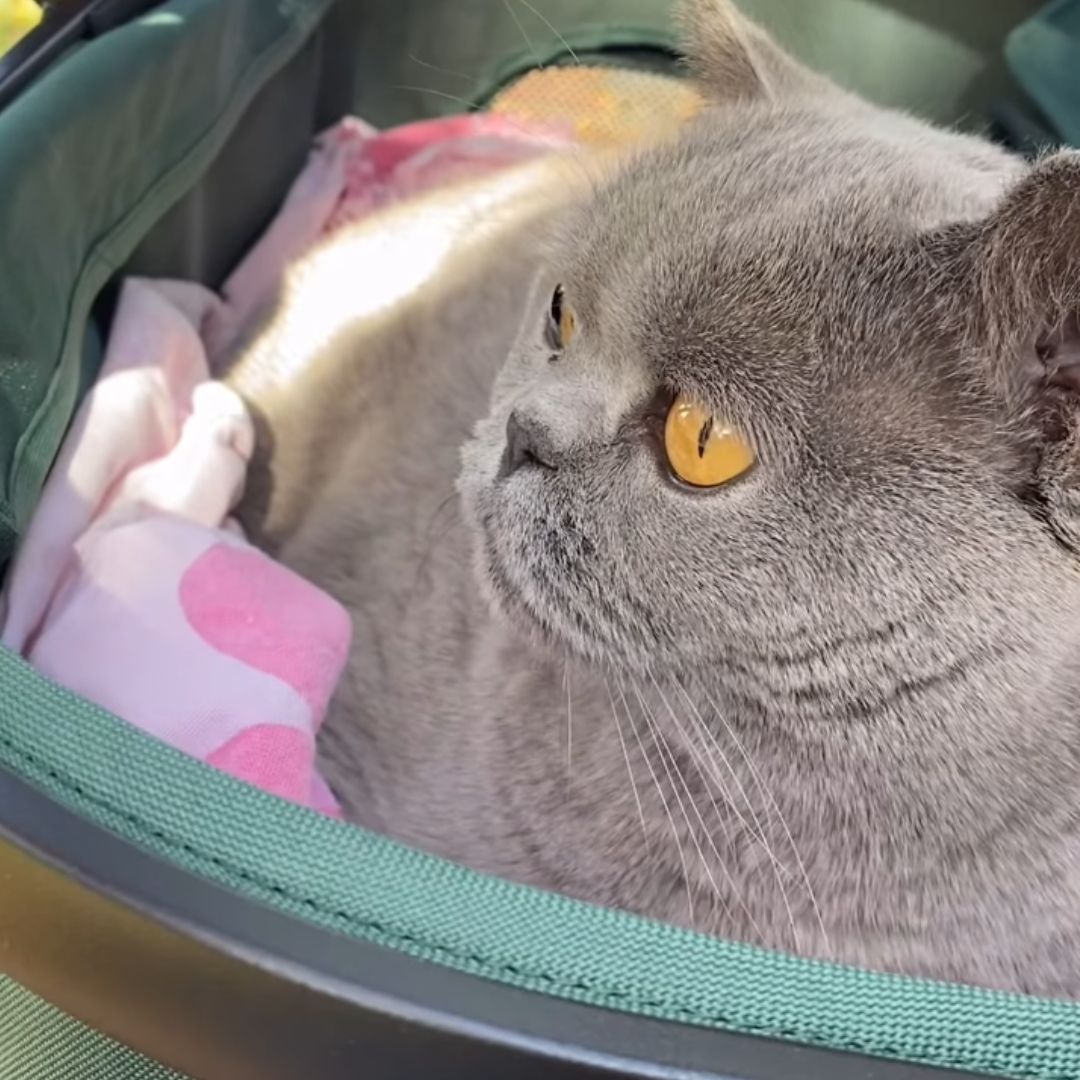Furvelo Jogger All-Terrain Pet Stroller