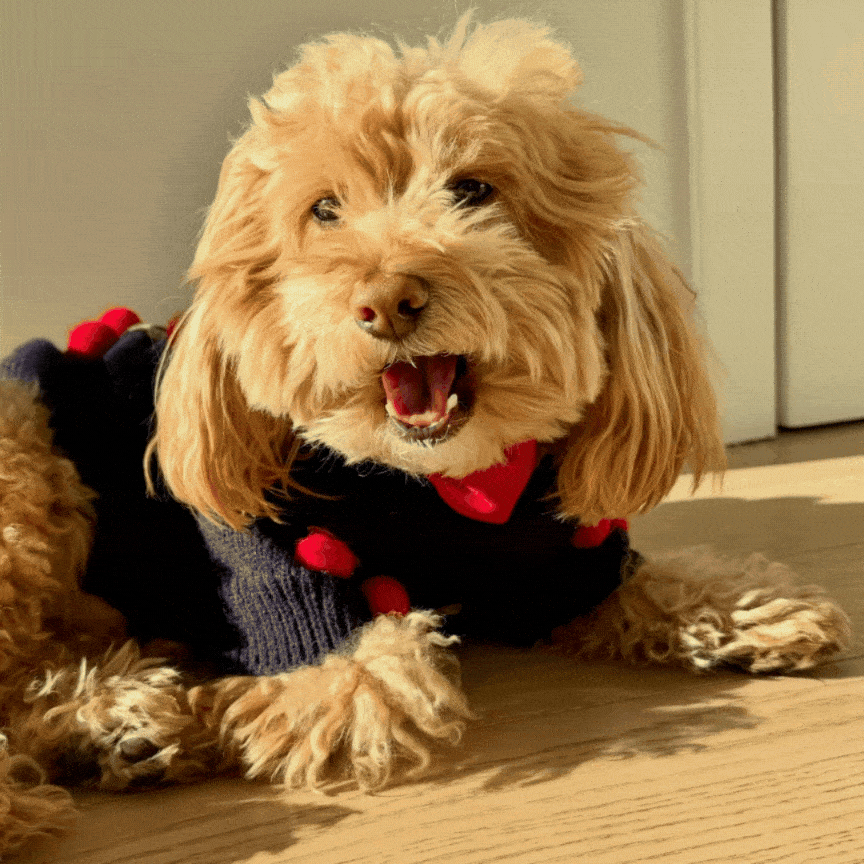 Dog Sweater - Cherries 3D Icon | Found My Animal