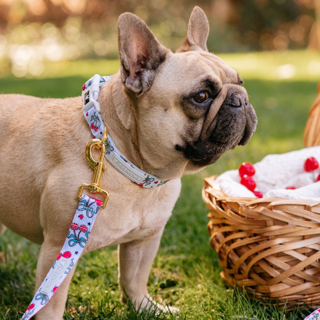 Frenchie Comfort Collar - Cherries Blue