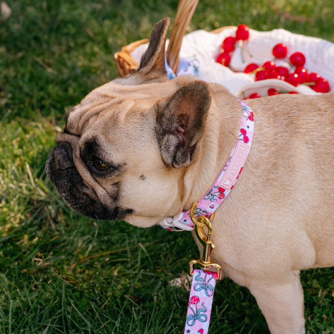 Frenchie Comfort Collar - Cherries Red