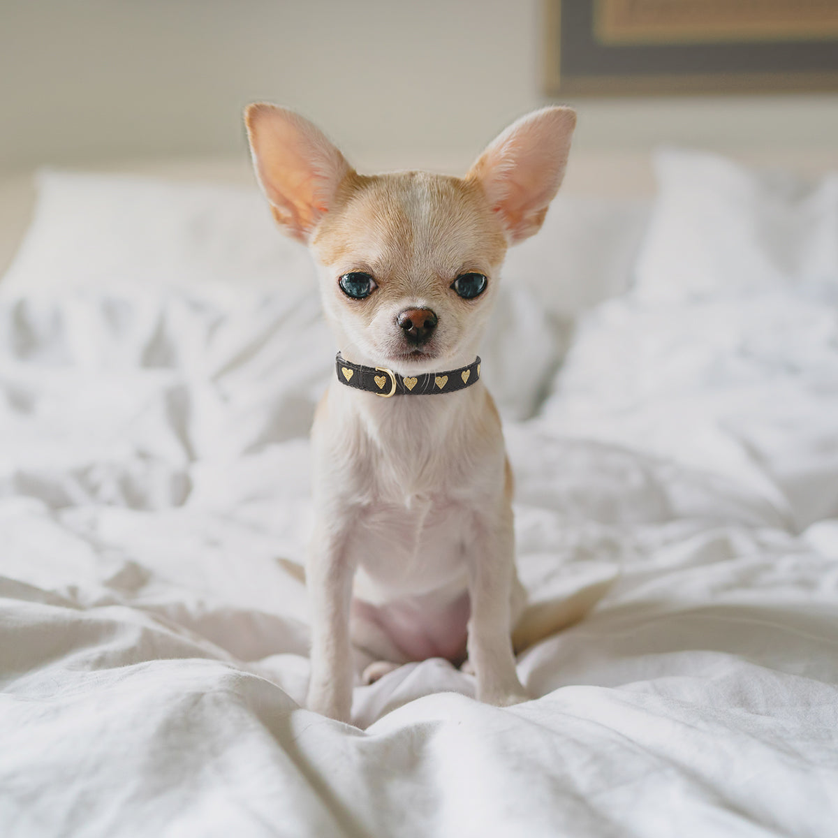 Heart of Gold Small Breed Dog Collar