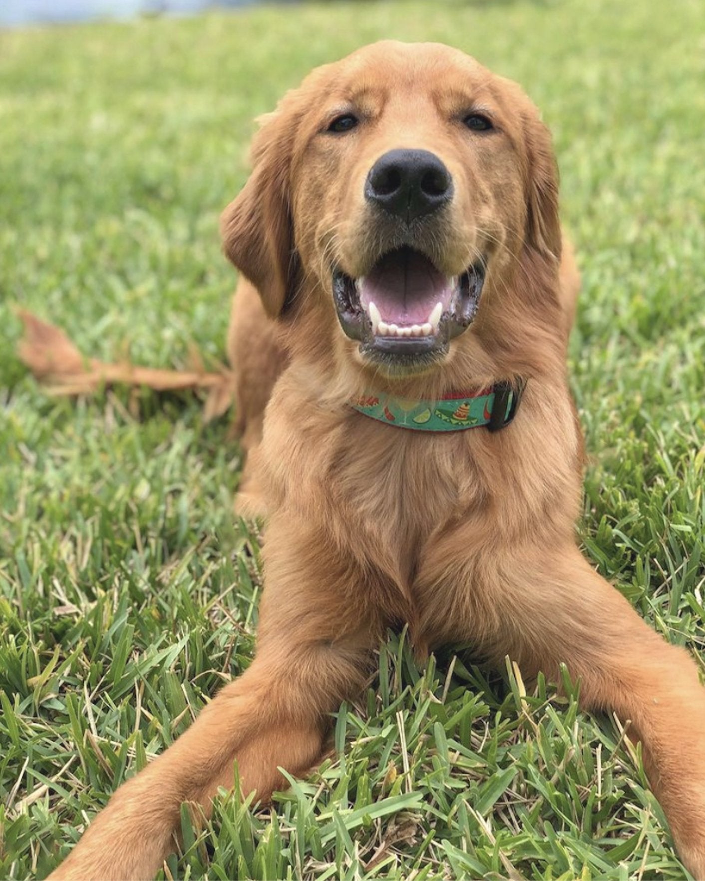 Cinco de Mayo Dog Collar