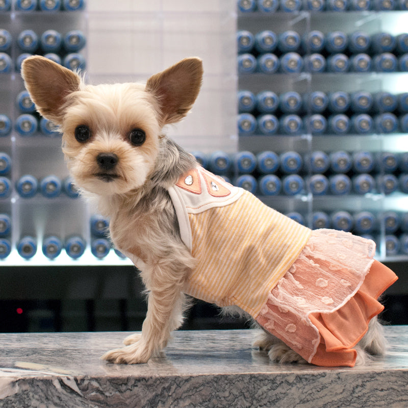 DOGO Citrus Dog Dress