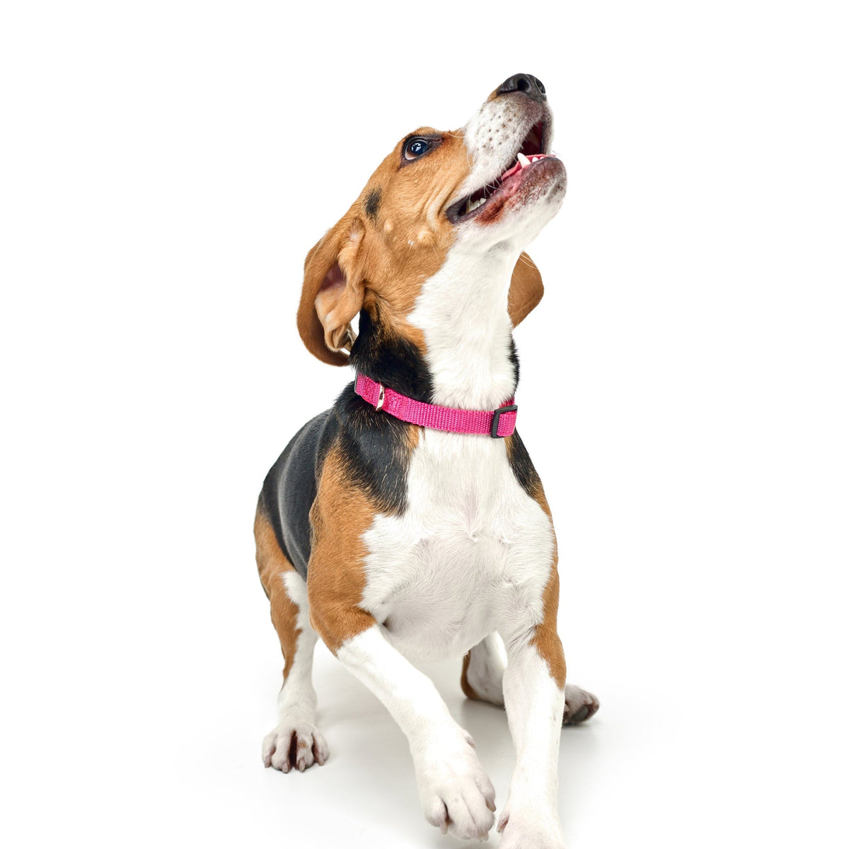 DOGISTRY City Dog Collar - Park Ave Pink