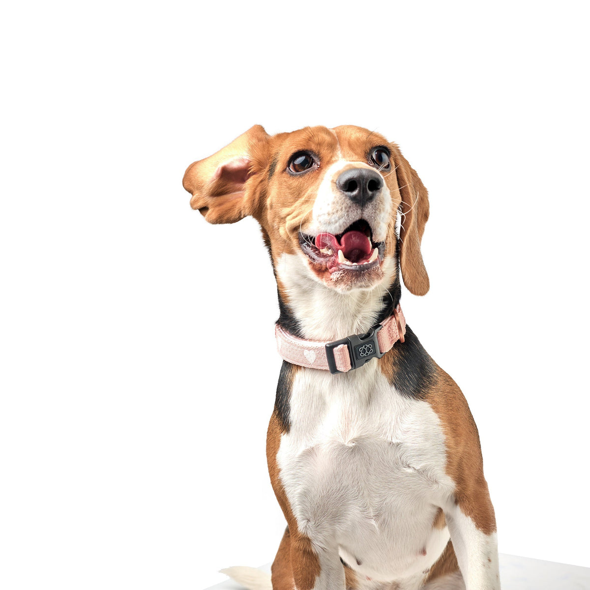 DOGISTRY City Dog Collar - Sweetheart
