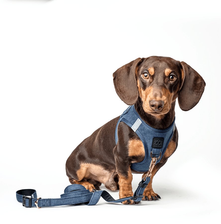 DOGISTRY 3-in-1 City Dog Leash - Denim