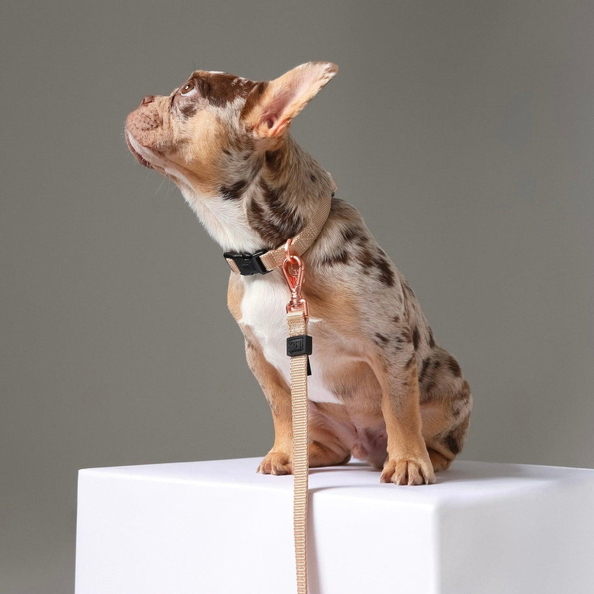 DOGISTRY City Dog Collar - Dune