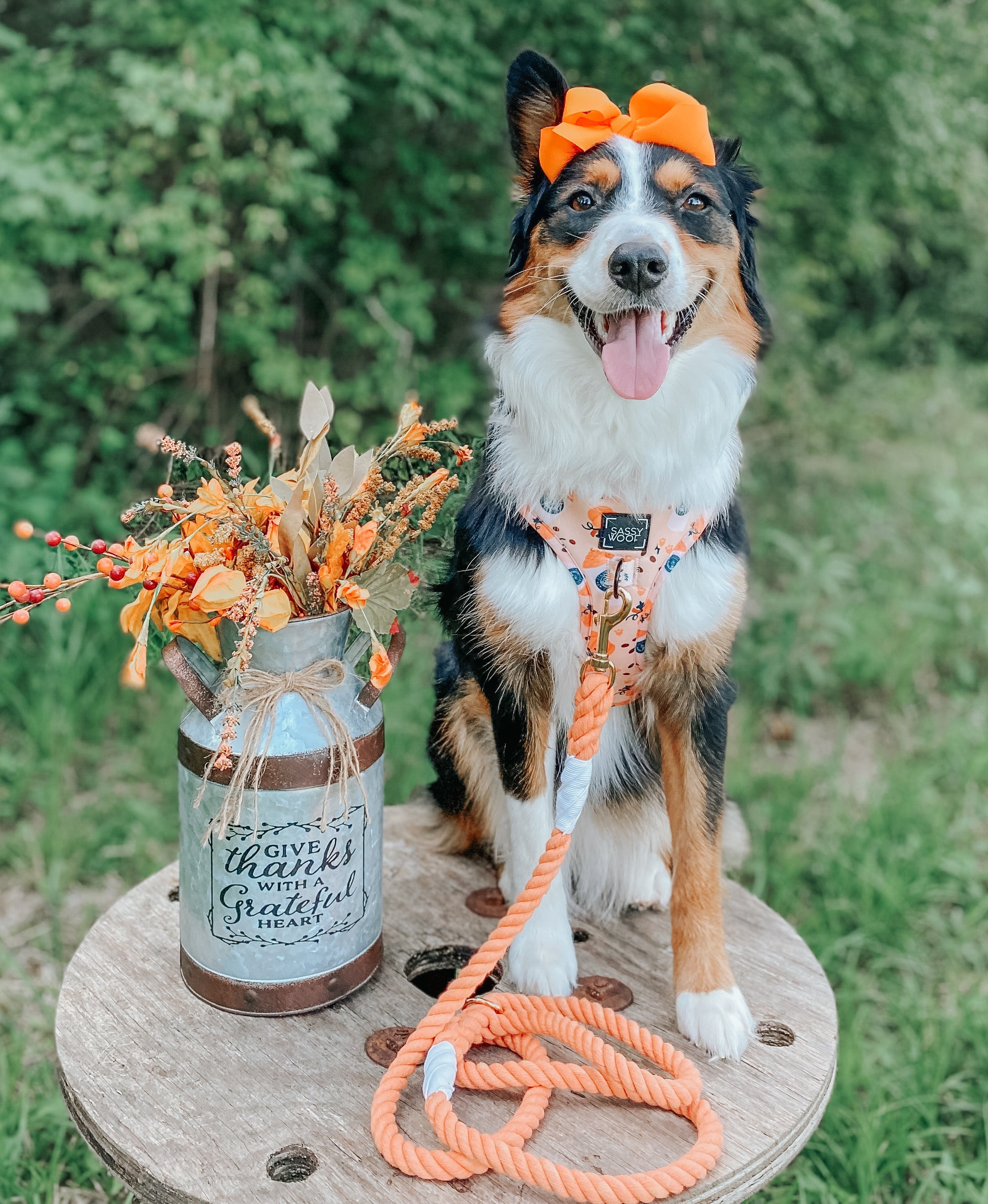 Dog Rope Leash - Clementine