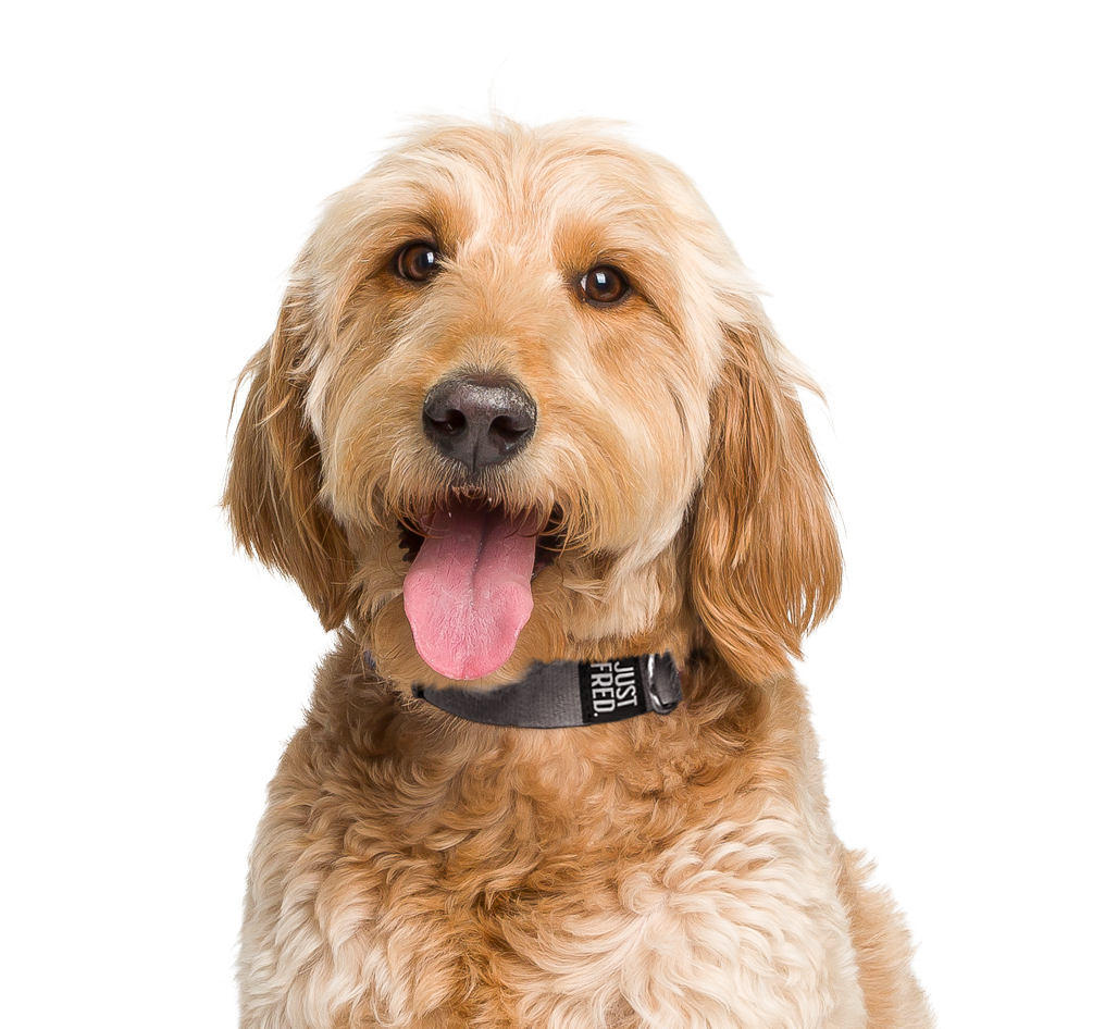 Dog Collar