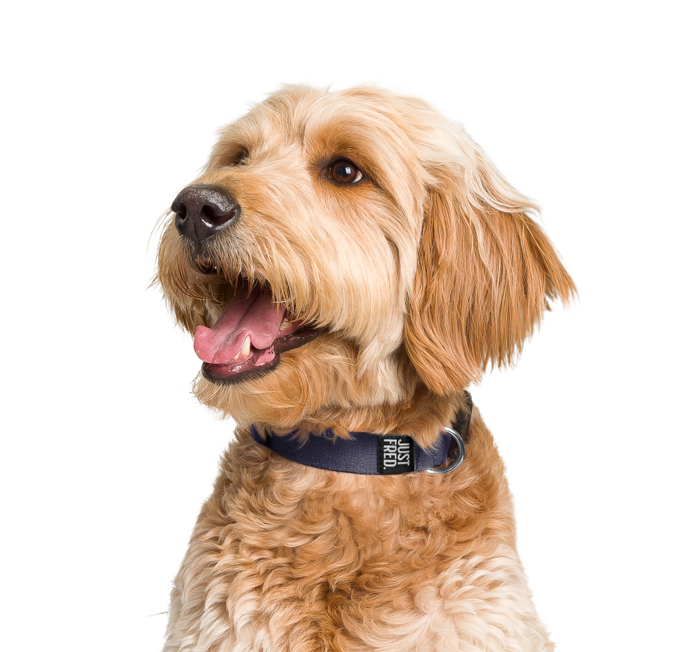 Dog Collar